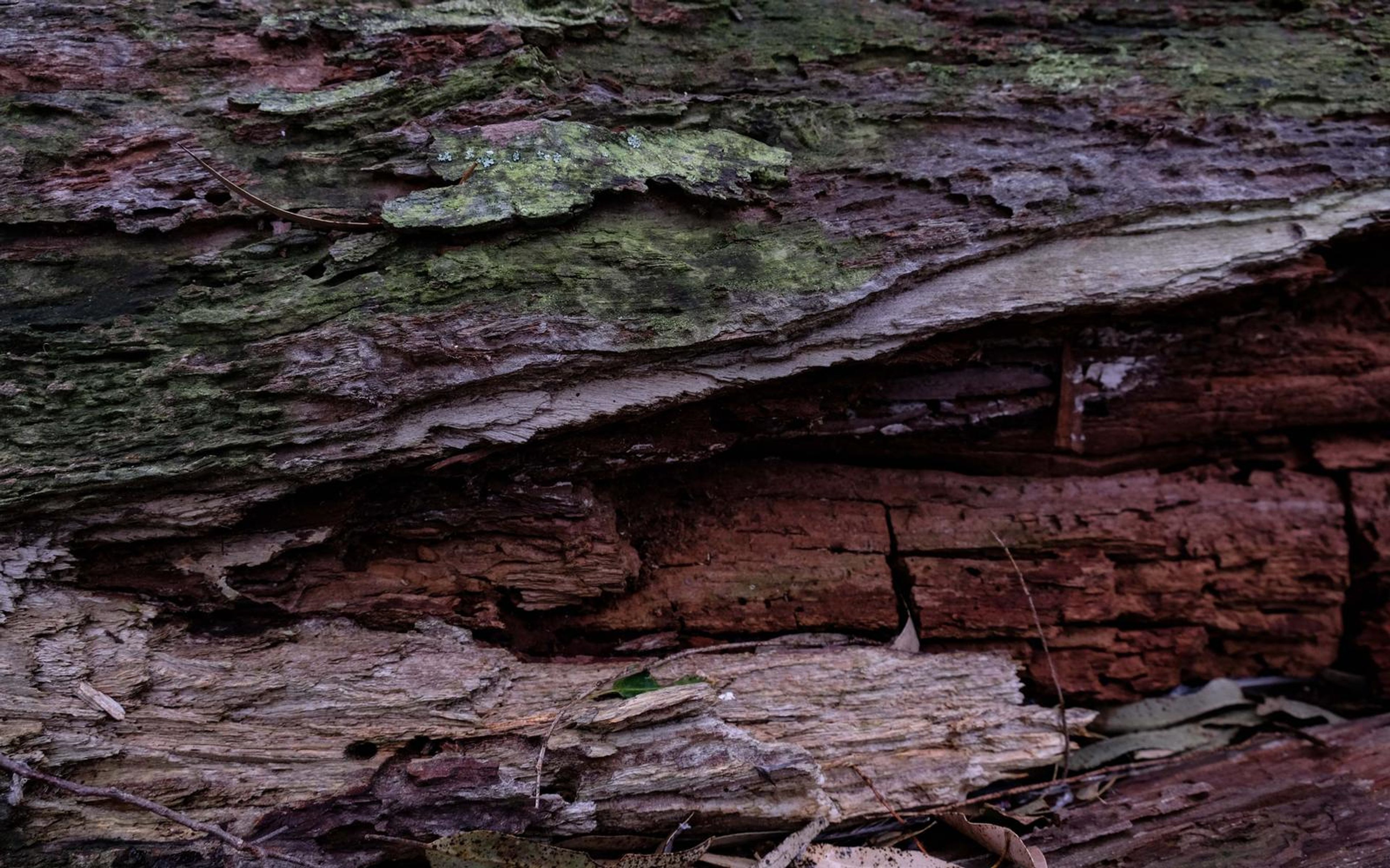 Mossy bark peeling away from layered pale and red decaying wood