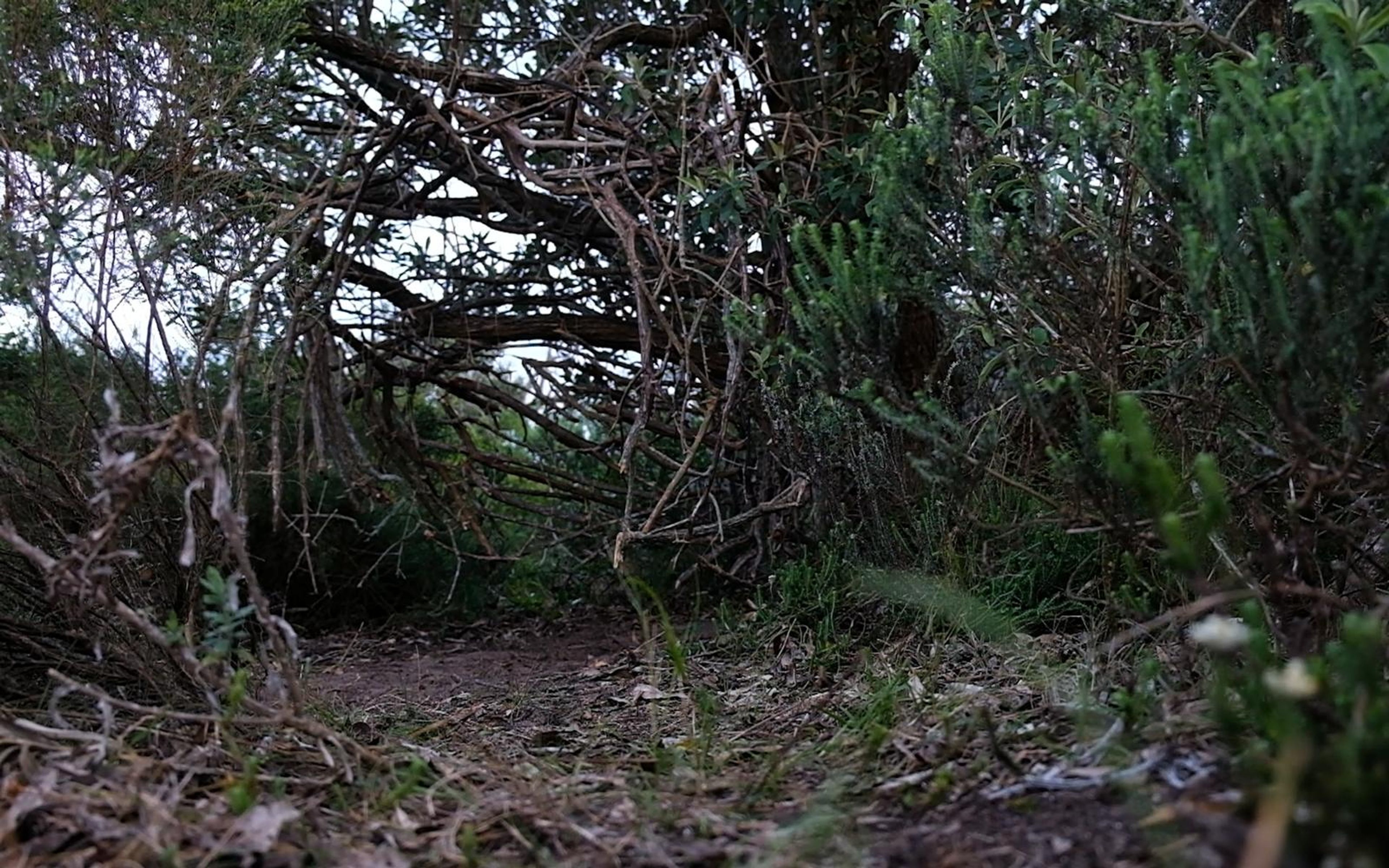 Path running under a tunnel of tangled branches seen from ground level