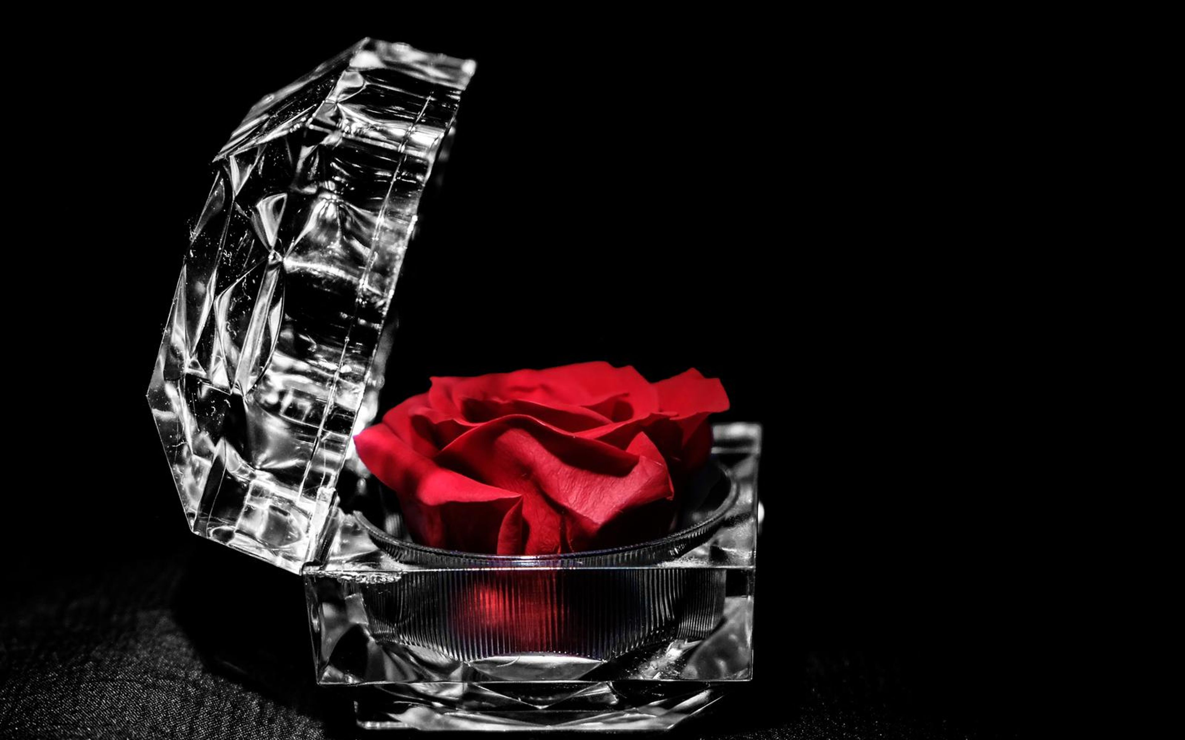 Red rose inside an open faceted clear case with the lid raised, lit in neutral white against black