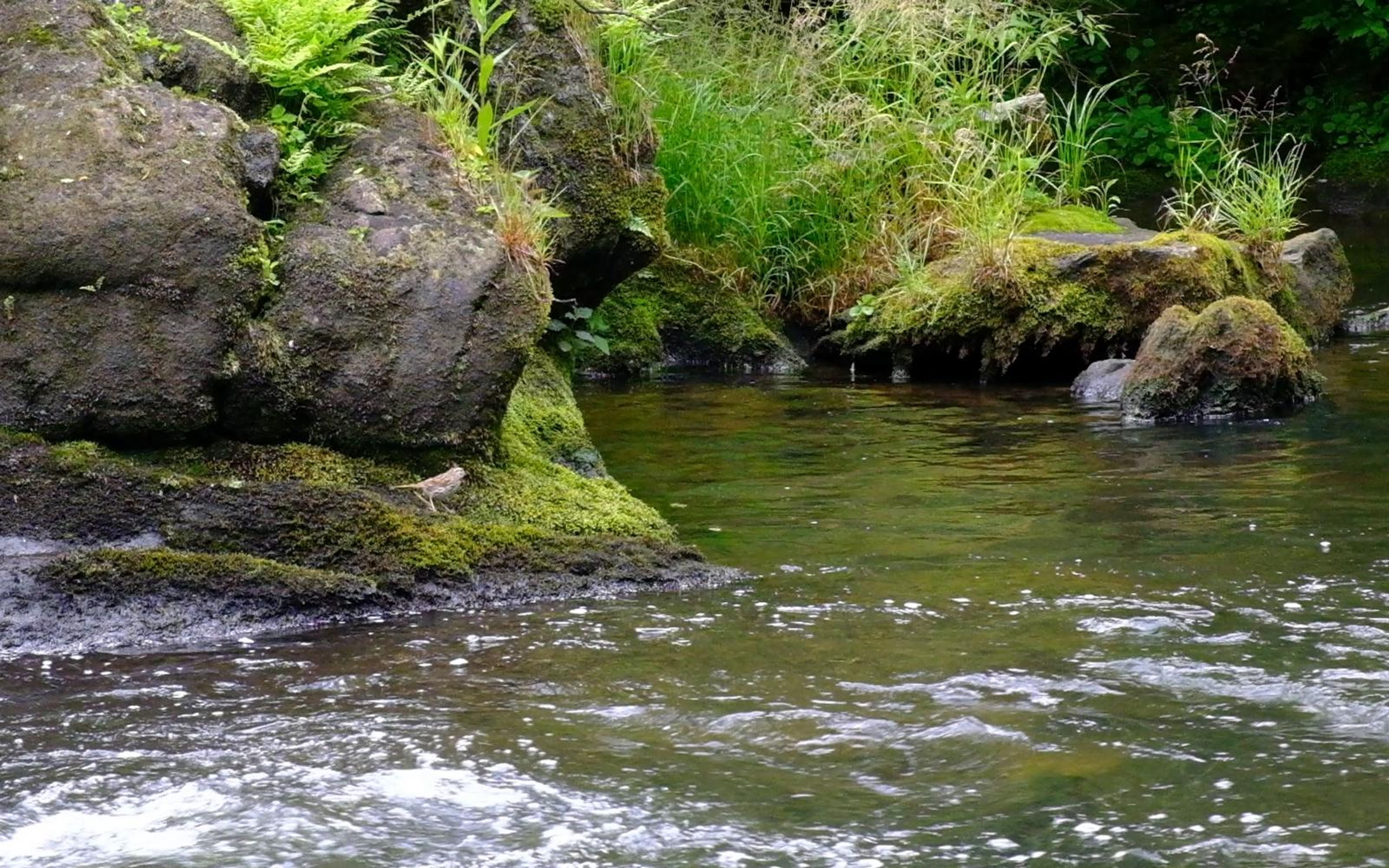 Mossy boulders and tall grass along the river edge with flowing water in front