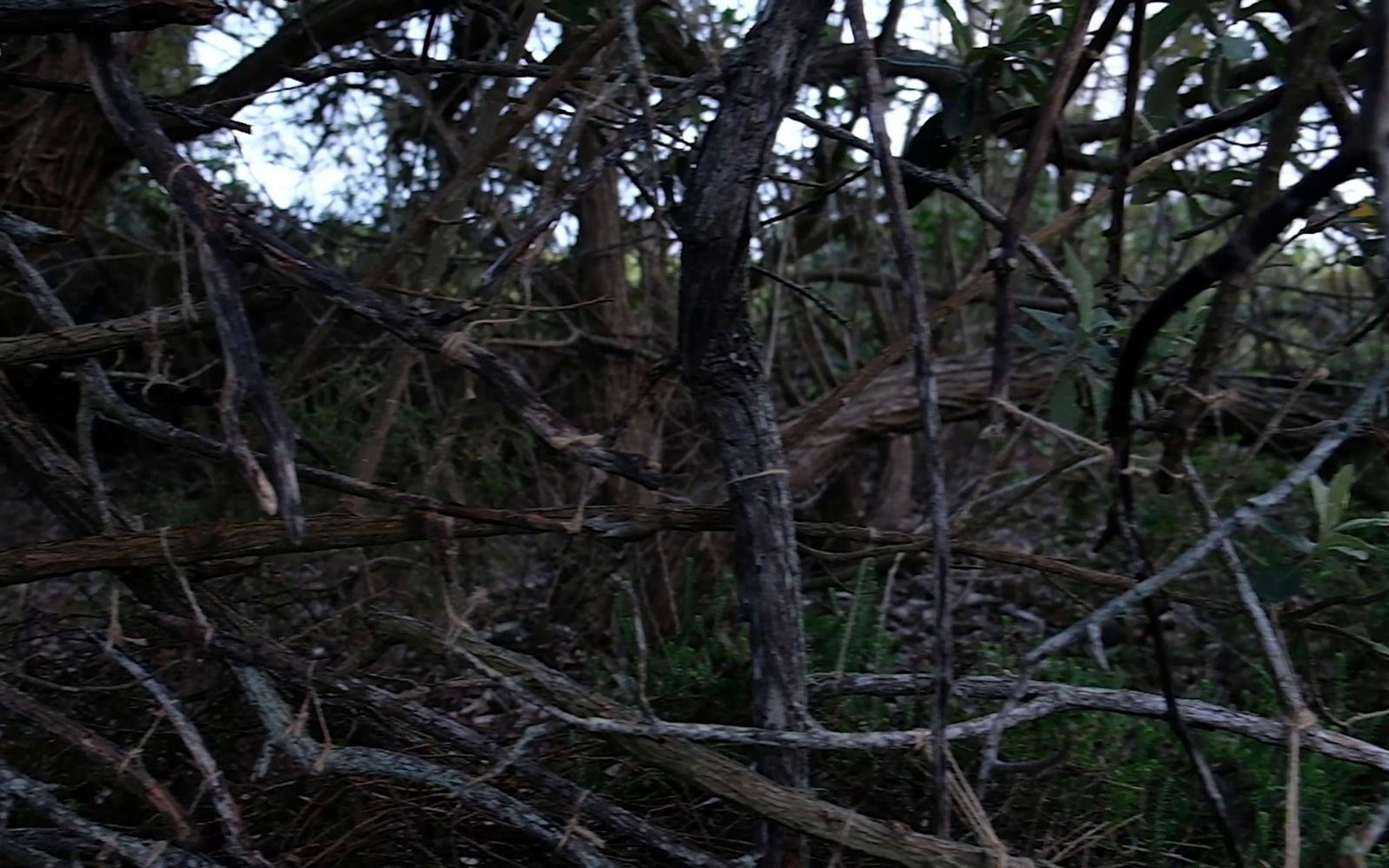 Low view through crossing branches toward green undergrowth