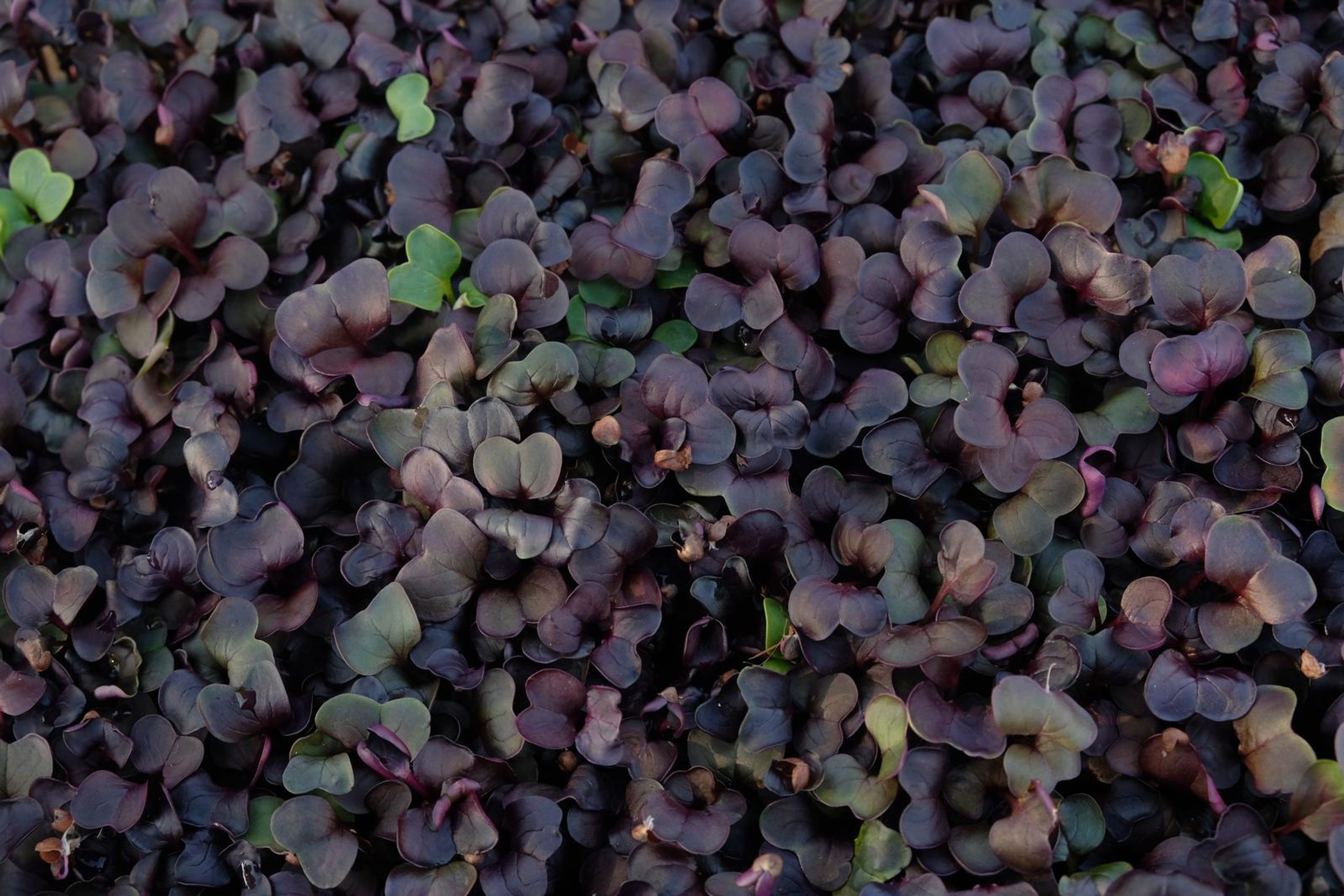 Top-down view of purple micro green leaves