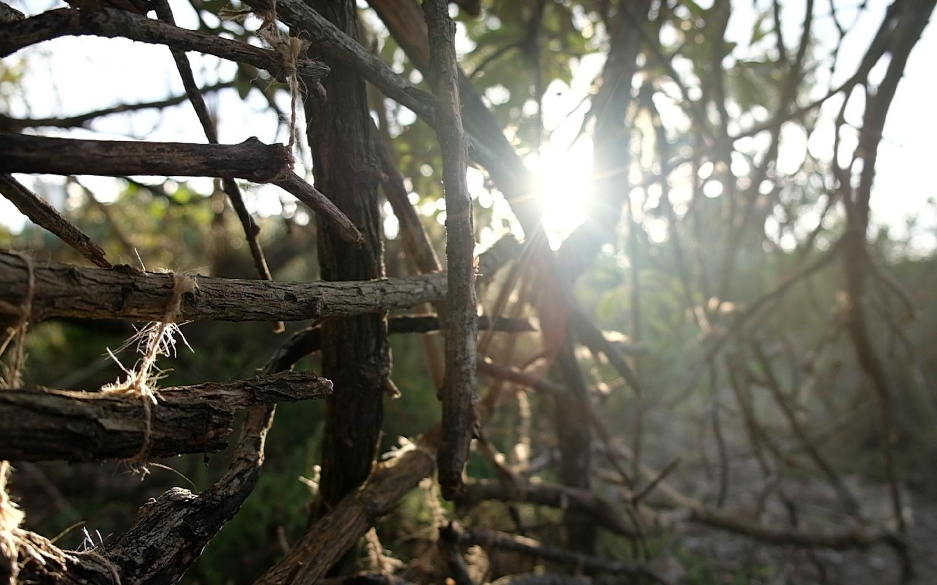 Sun glare through lashed branches in warm hazy light