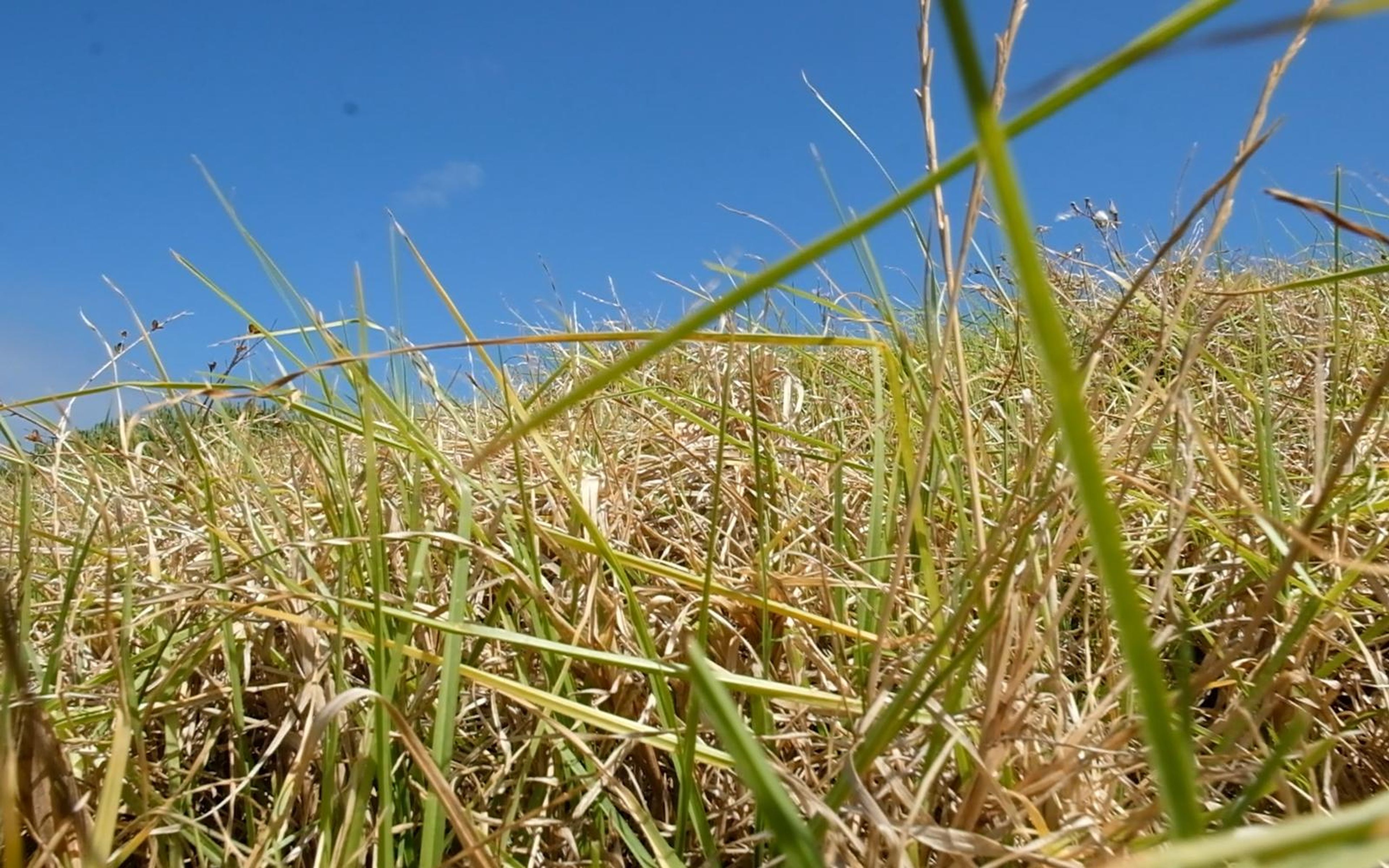 Low angle view of dry and green grass blades against blue sky