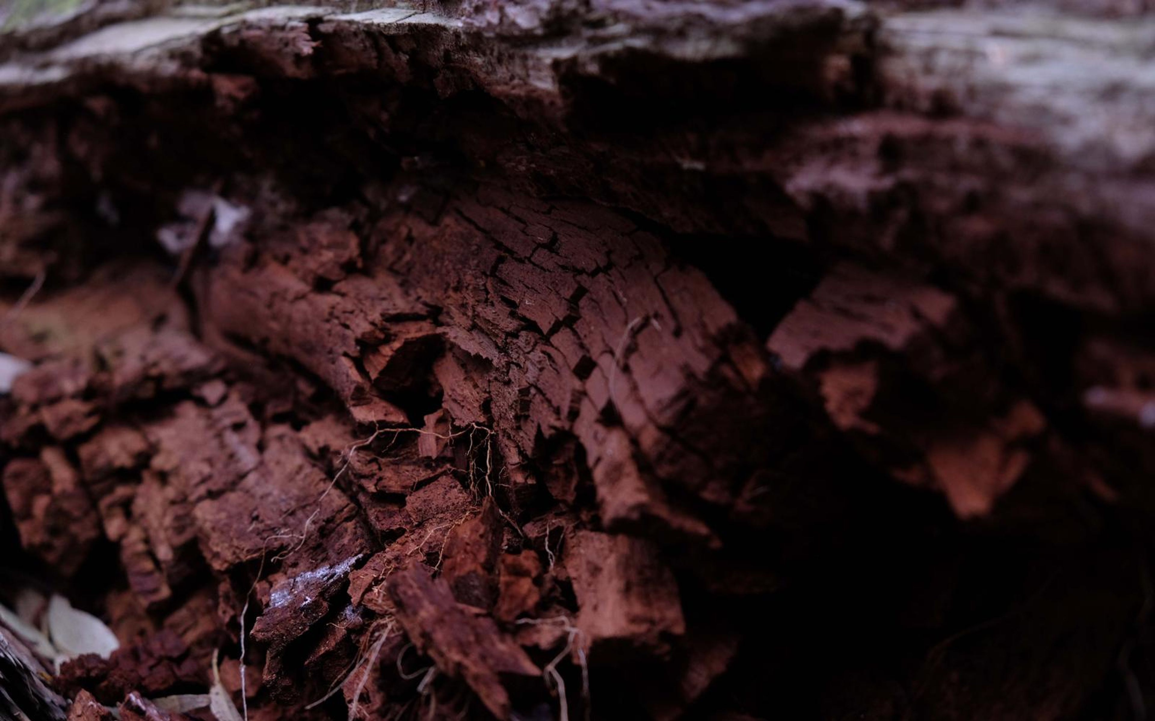 Deeply fissured red timber inside a rotting trunk with small white fibres