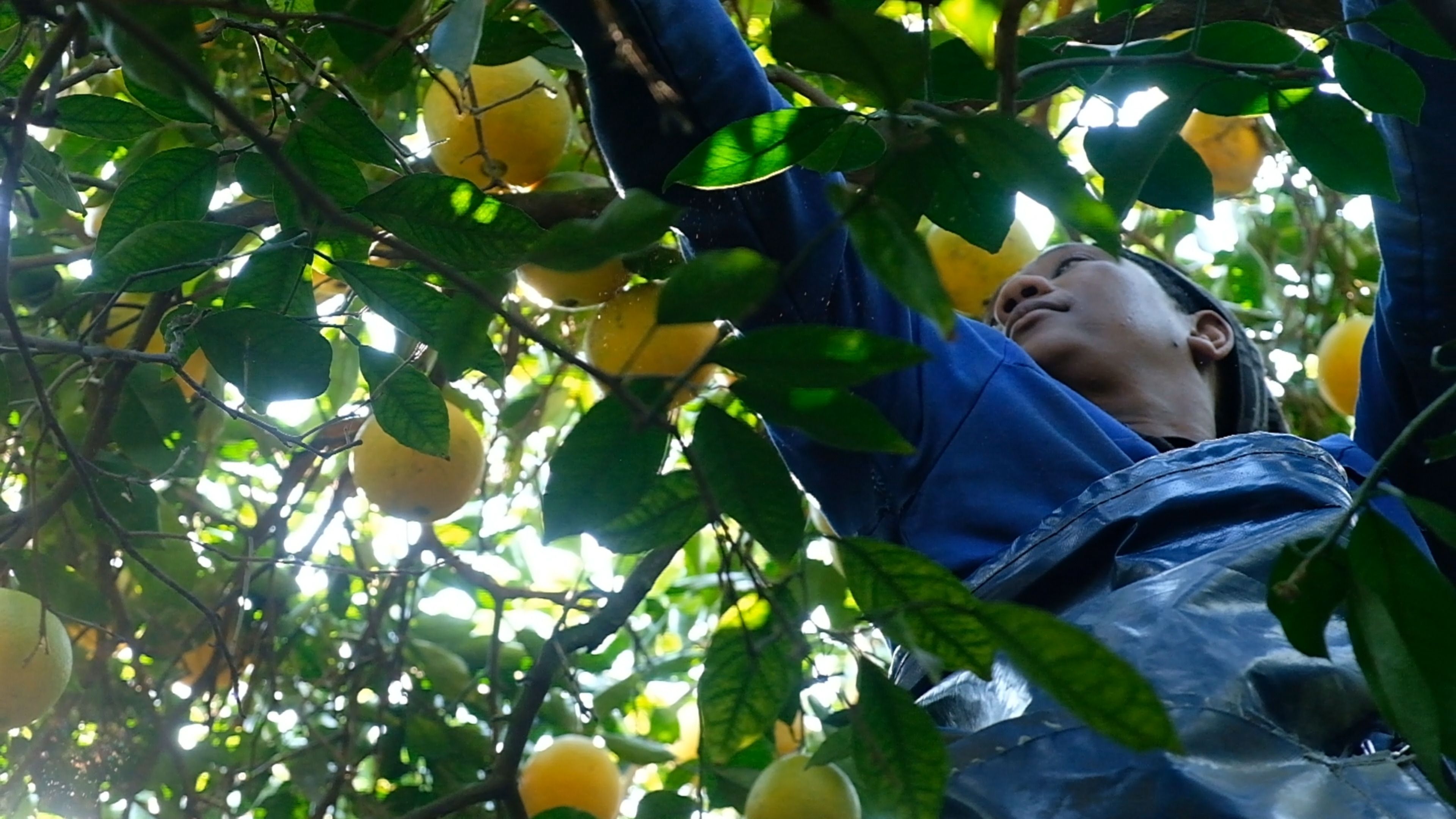 Picker reaching up into a sunlit citrus tree to pick fruit