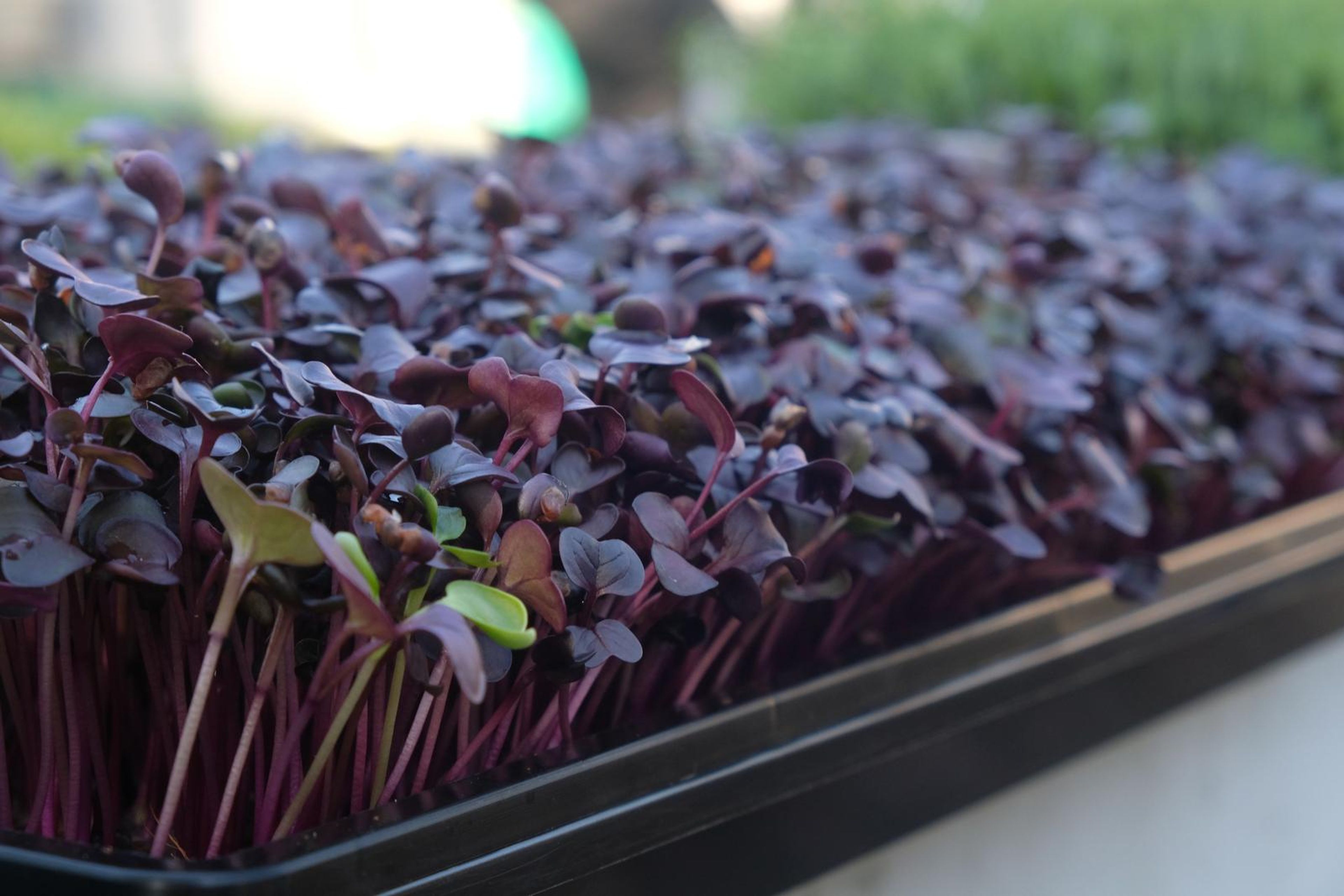 Tray of purple micro greens growing in natural light