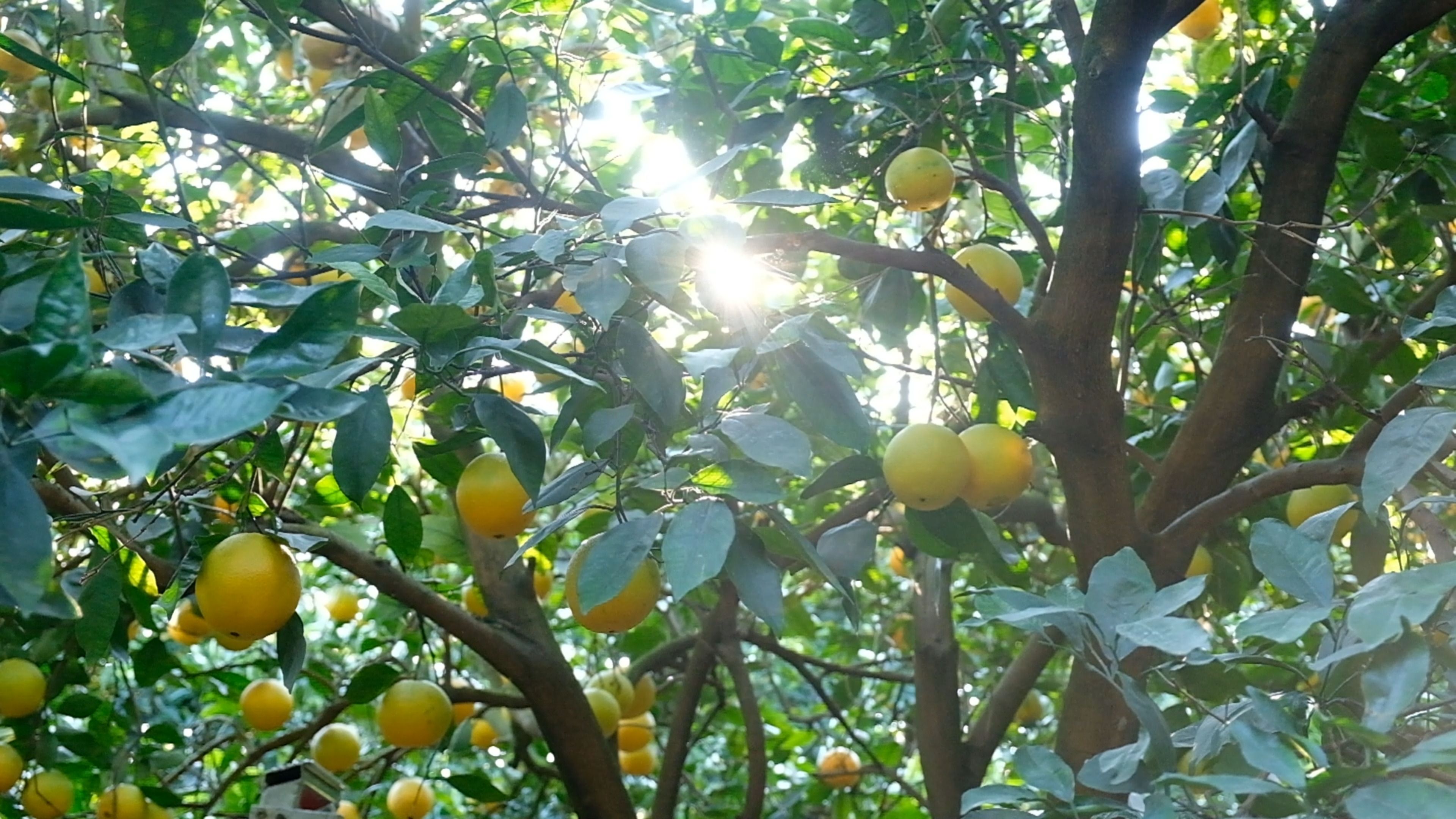 Sunlight breaking through the branches of a lemon tree heavy with fruit