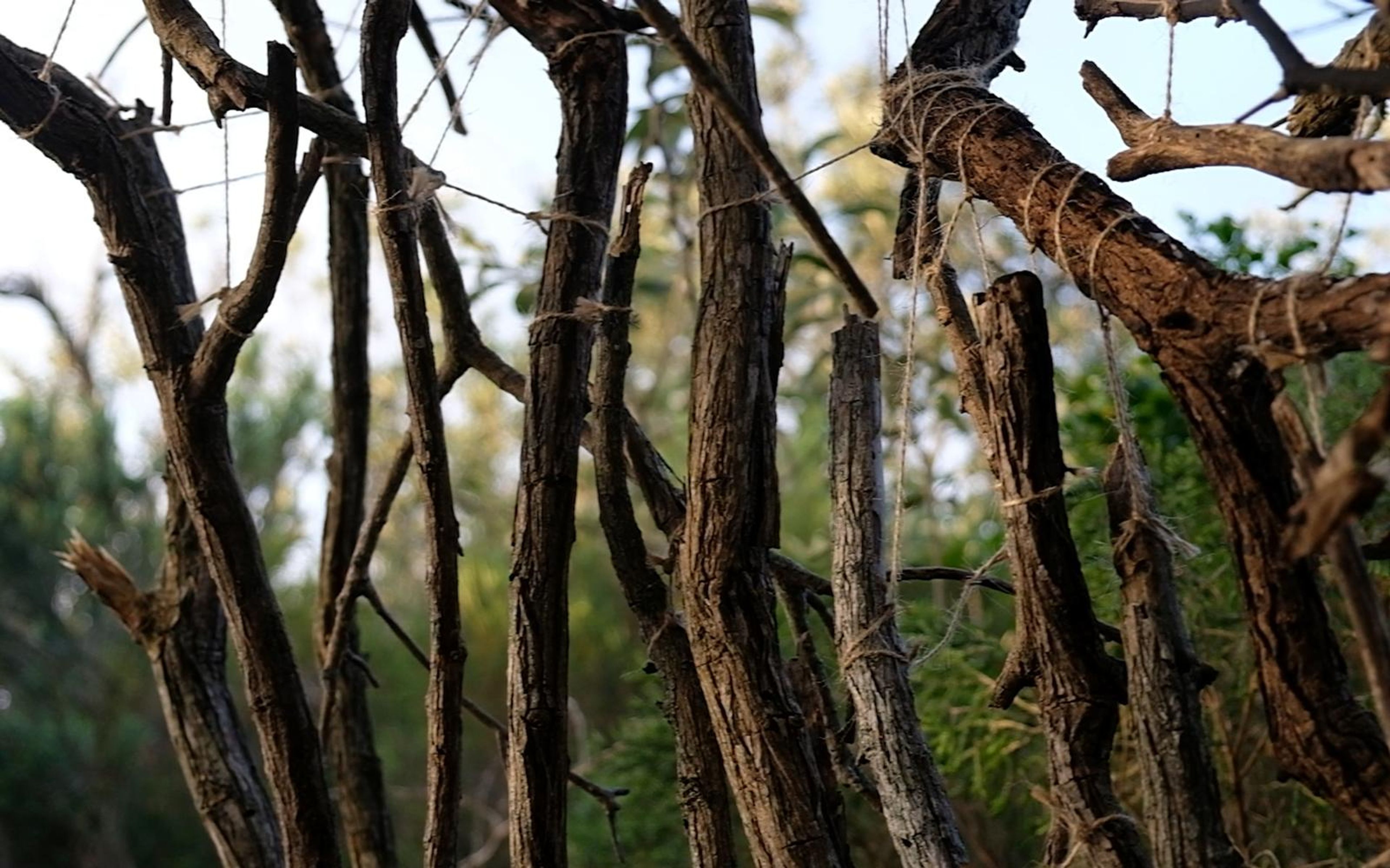 Vertical dry sticks lashed together against a pale sky