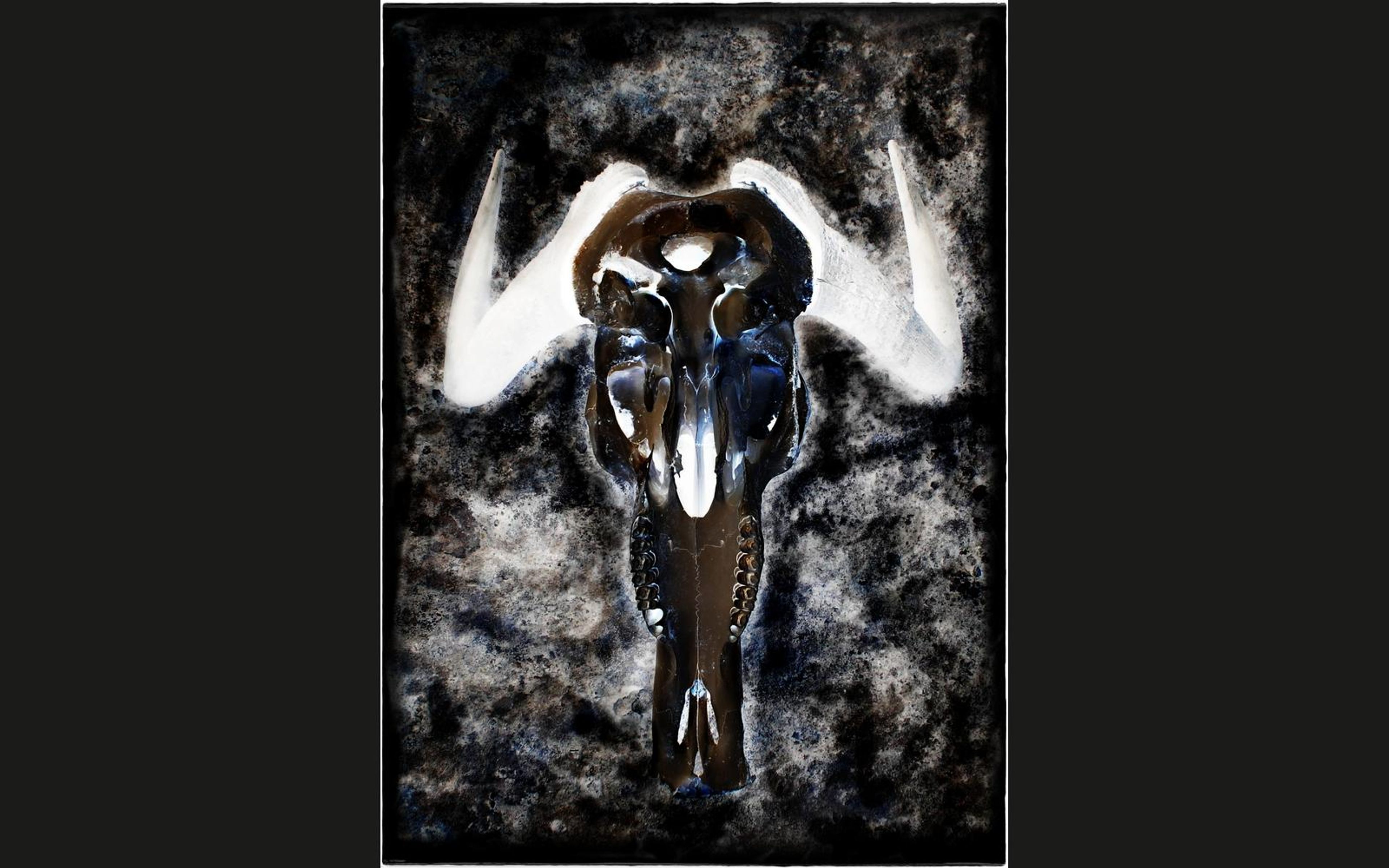 Bright wildebeest skull with pale curved horns set on a dark, mottled textured background