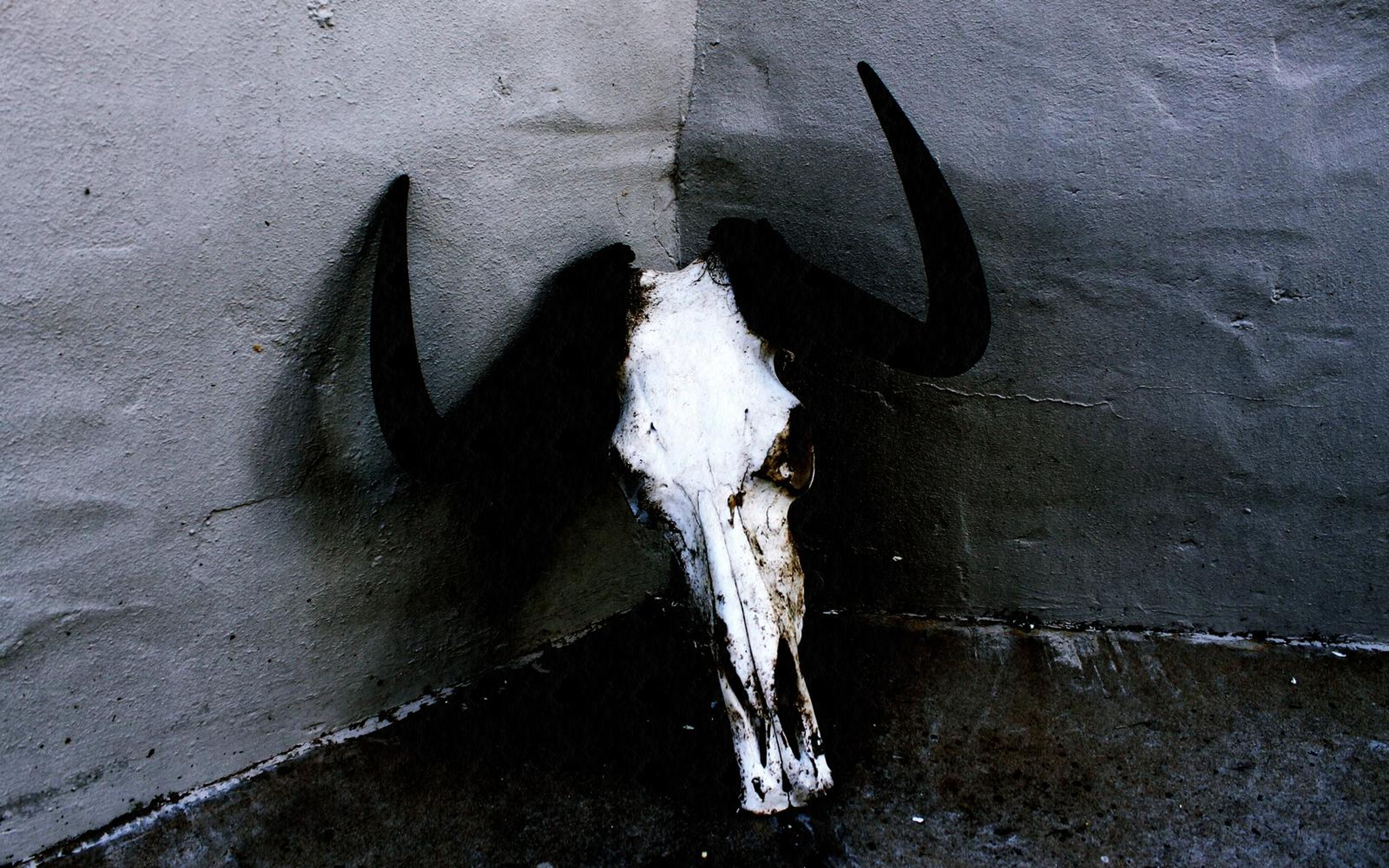 Skull with black horns hung in the corner of a grey concrete wall