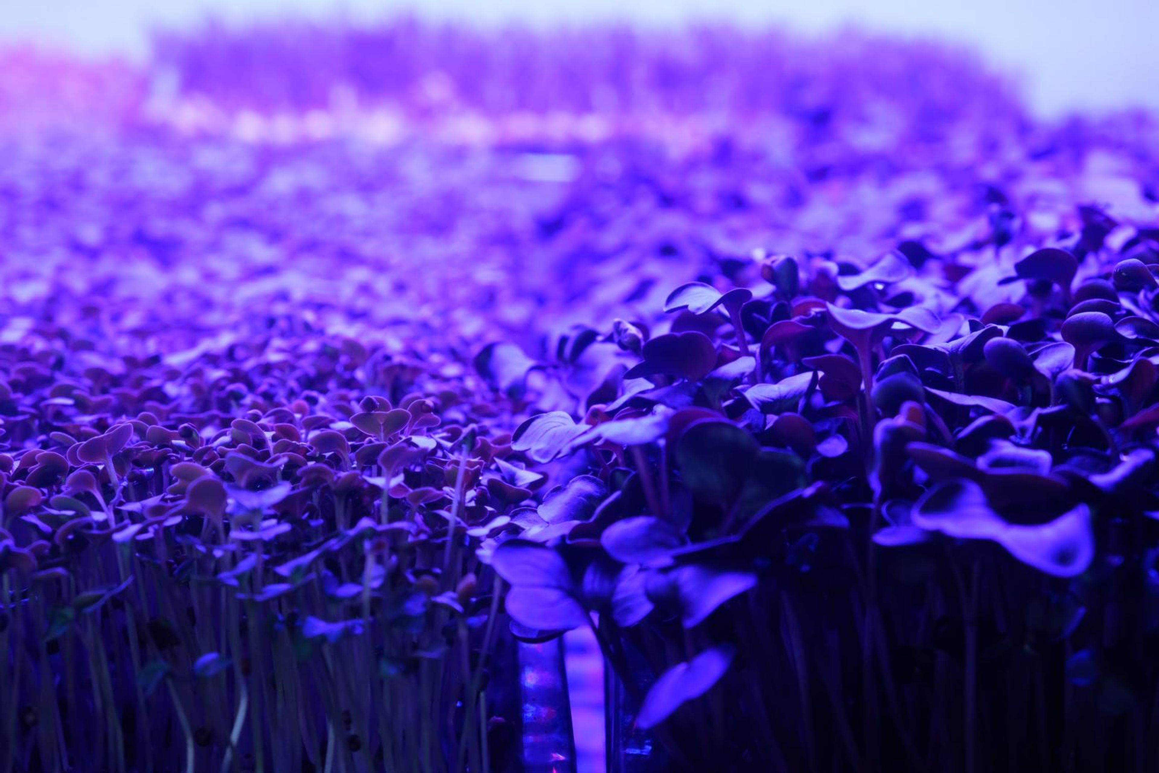 Close-up of purple micro greens under grow lights