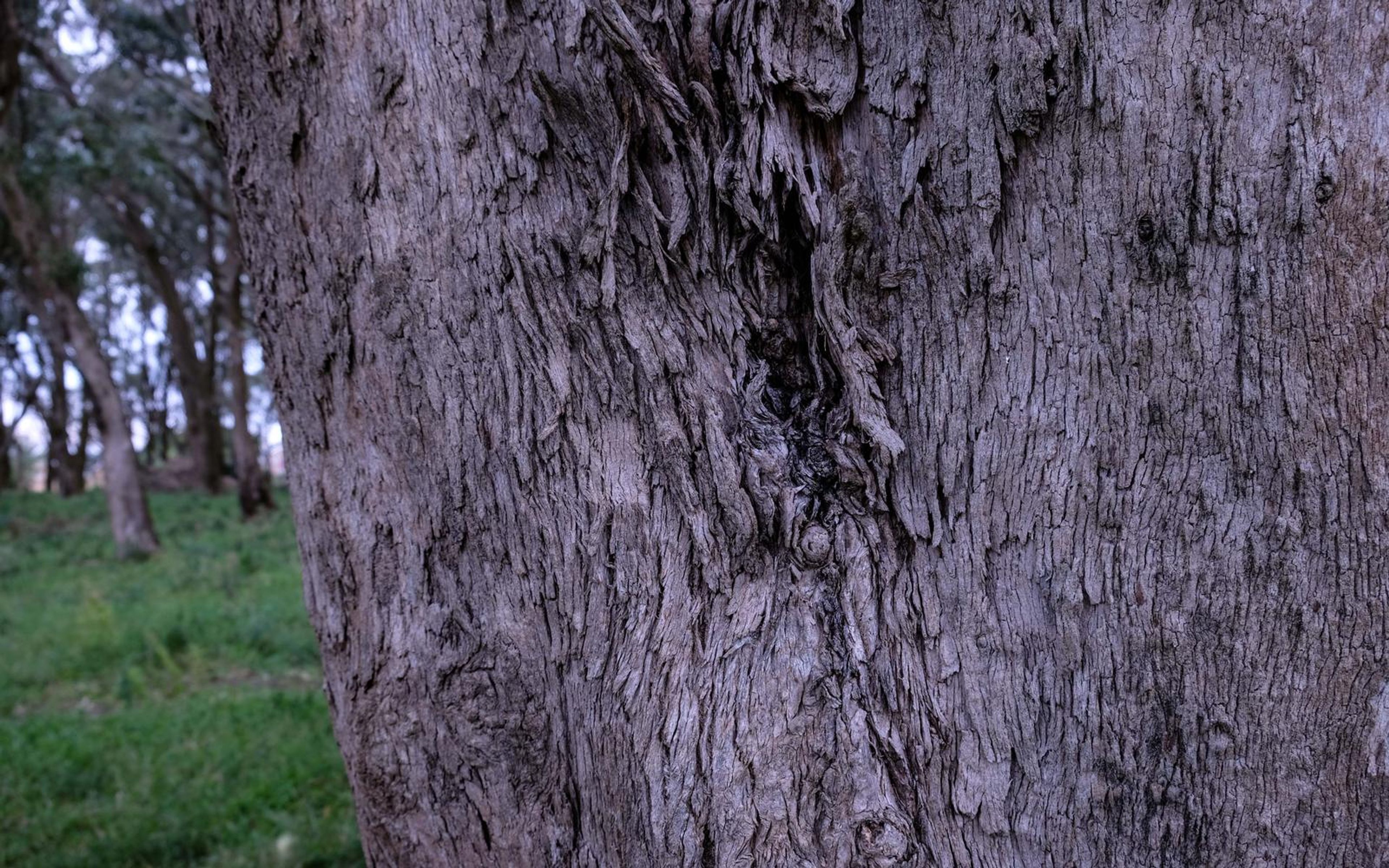 Pale grey bark of a tree trunk with a dark crevice, grass and tall trees behind