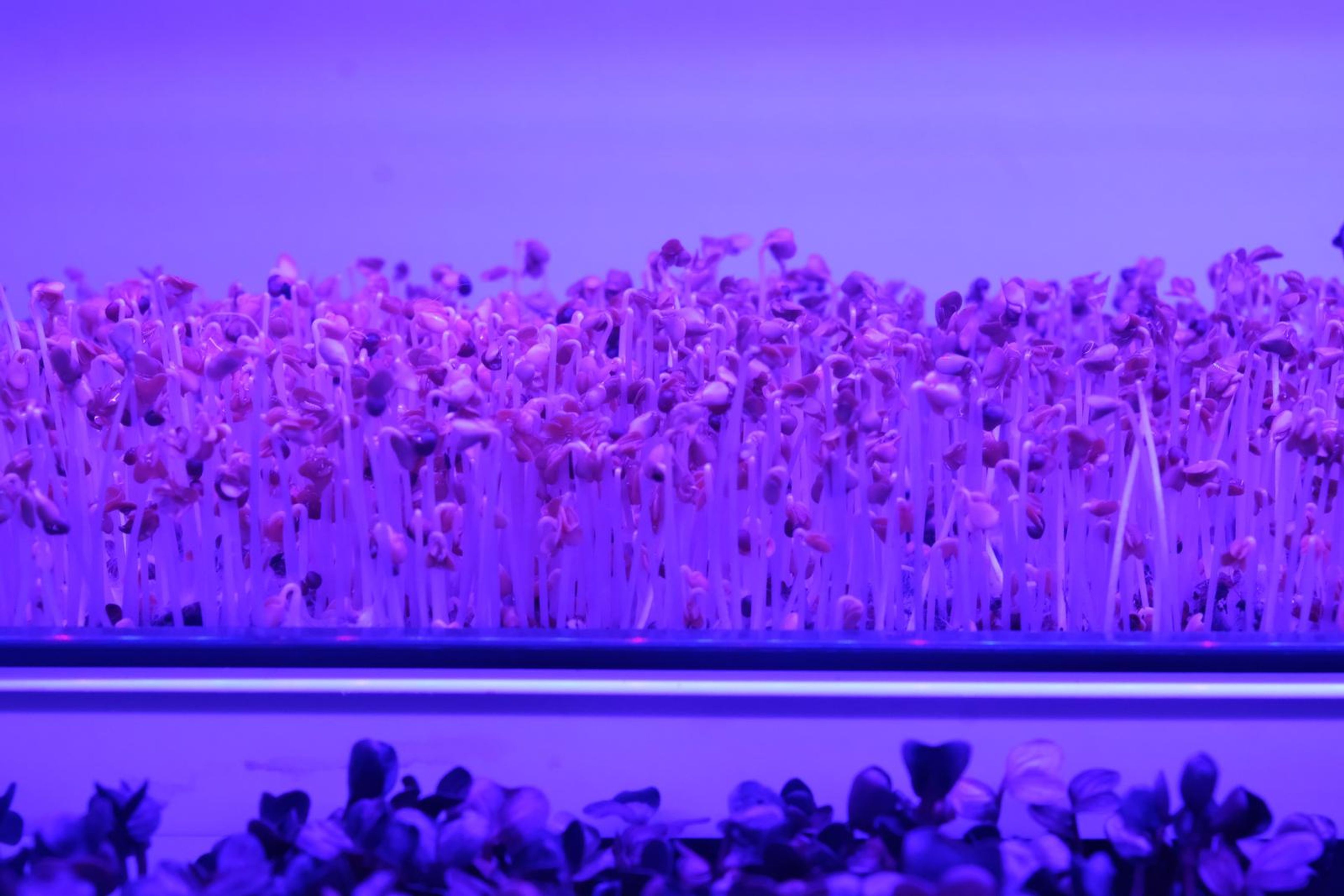 Row of red-tinged micro greens in a tray under grow lights