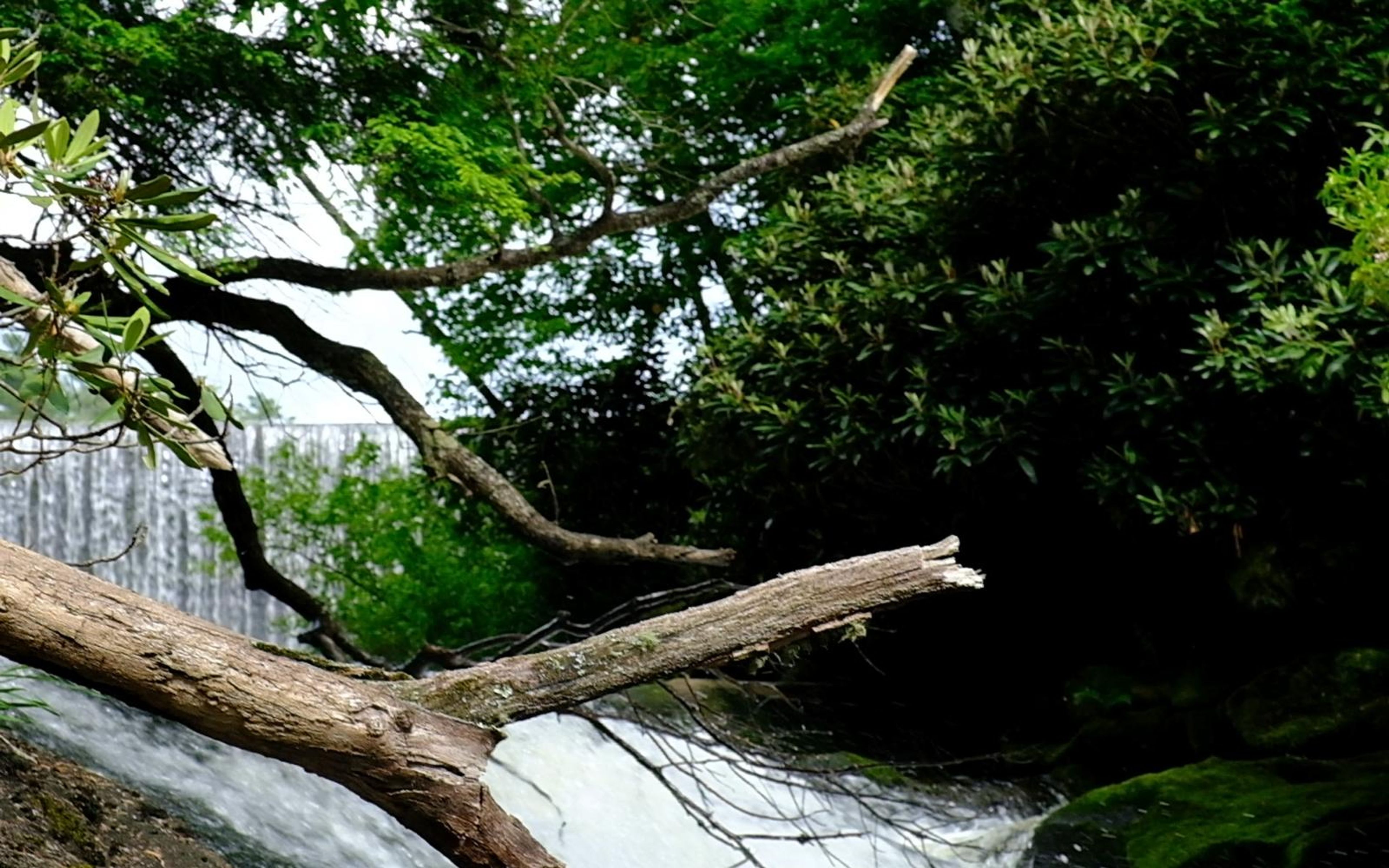 Branches in the foreground with the main waterfall visible through the trees behind