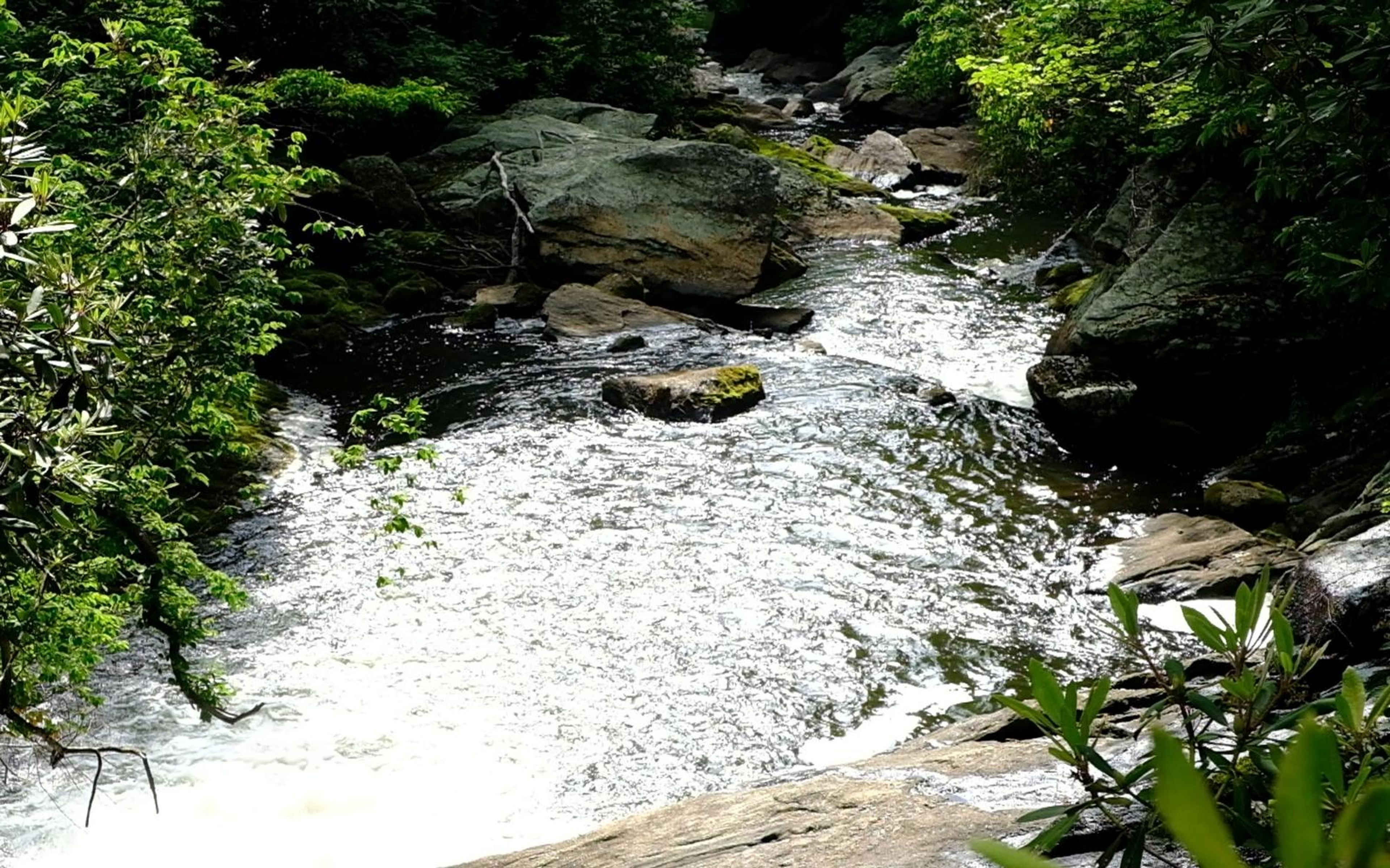 Stream rushing down a rocky gorge seen from above, with rhododendron leaves in the foreground