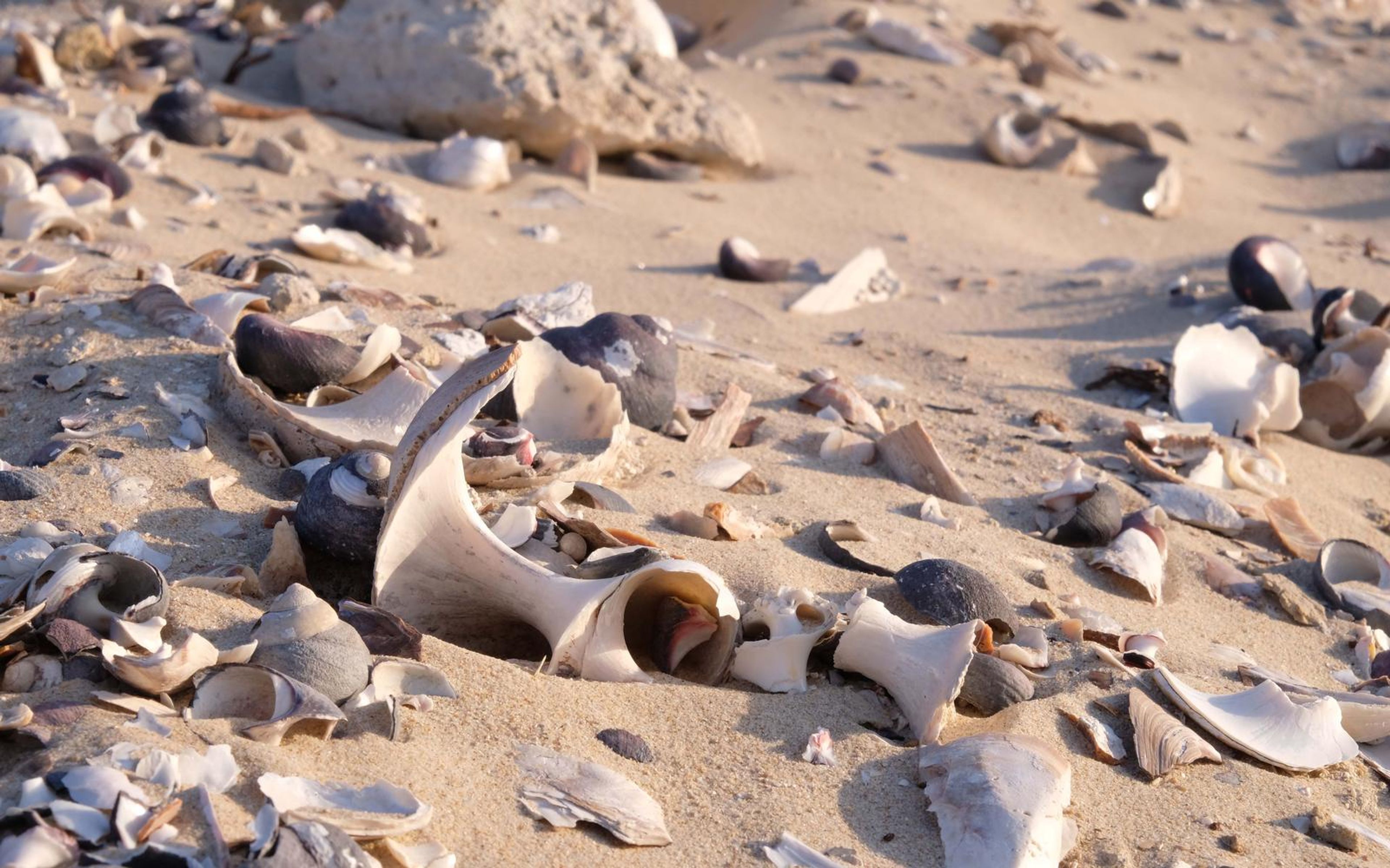 Scatter of shell fragments and sand in sharp close detail