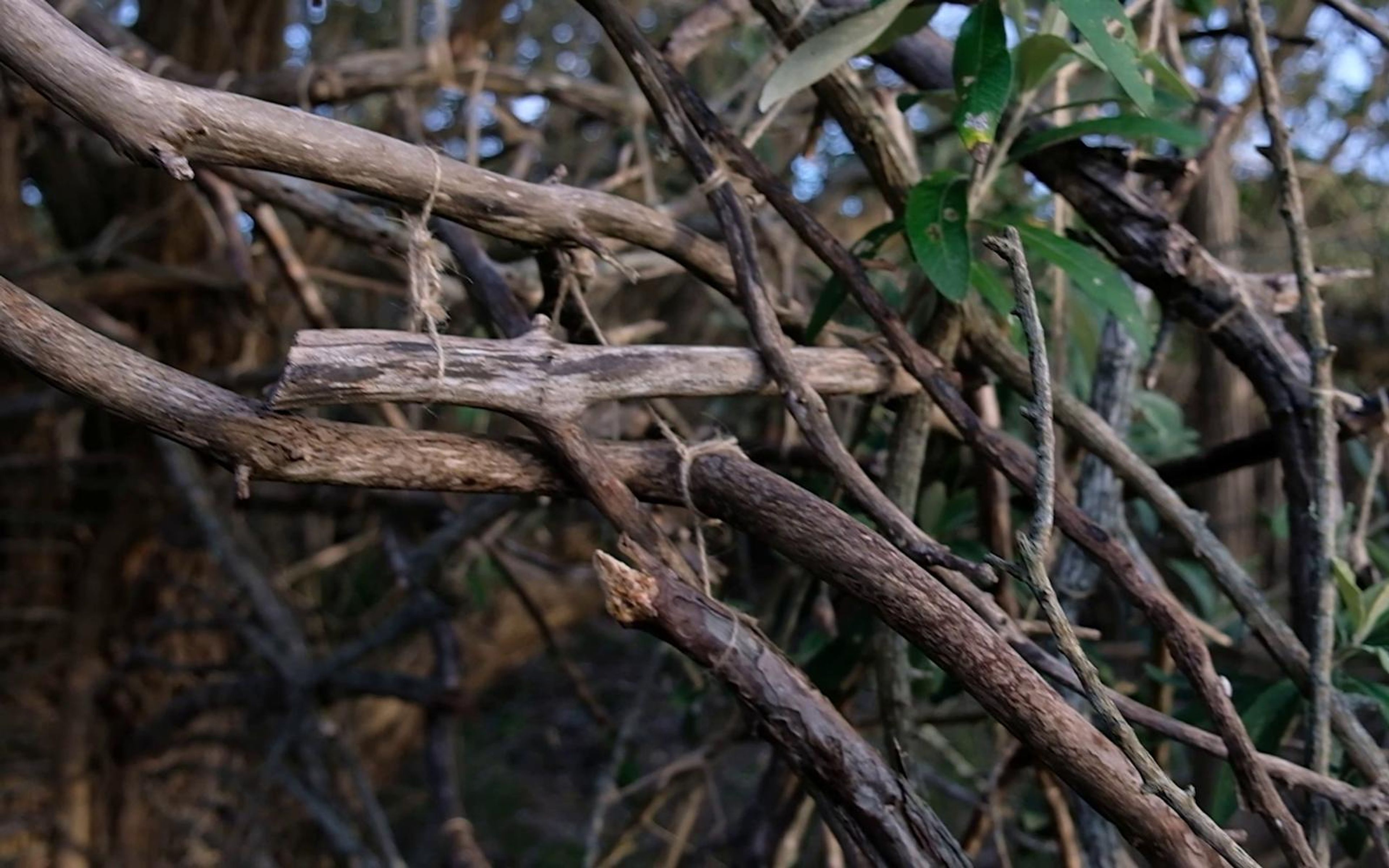 Crossbar of dry wood lashed between branches with green leaves behind