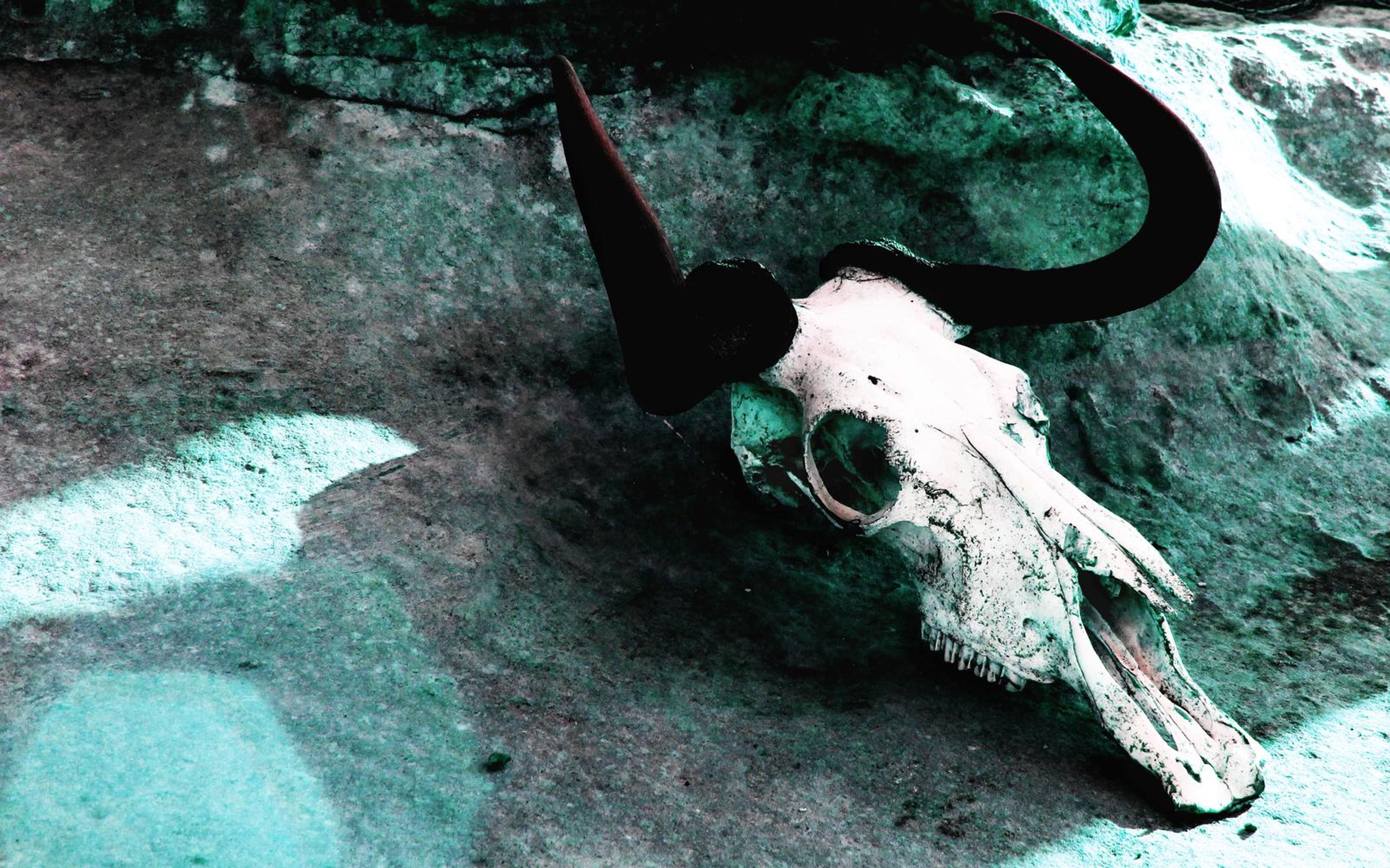 Skull with horns resting on a green-tinted rock surface with dappled light