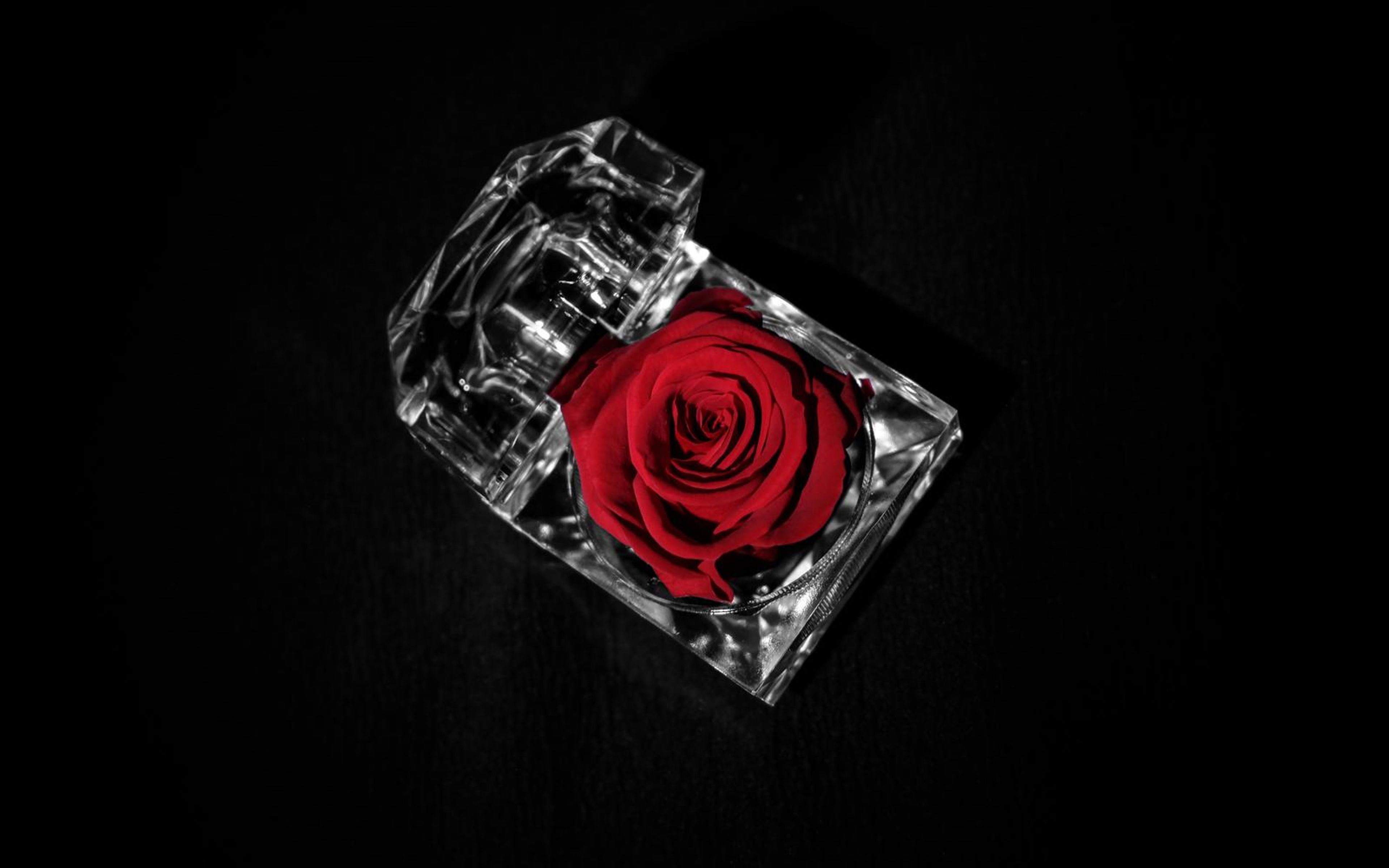 Overhead view of a red rose in a tilted clear case with neutral white edges on black