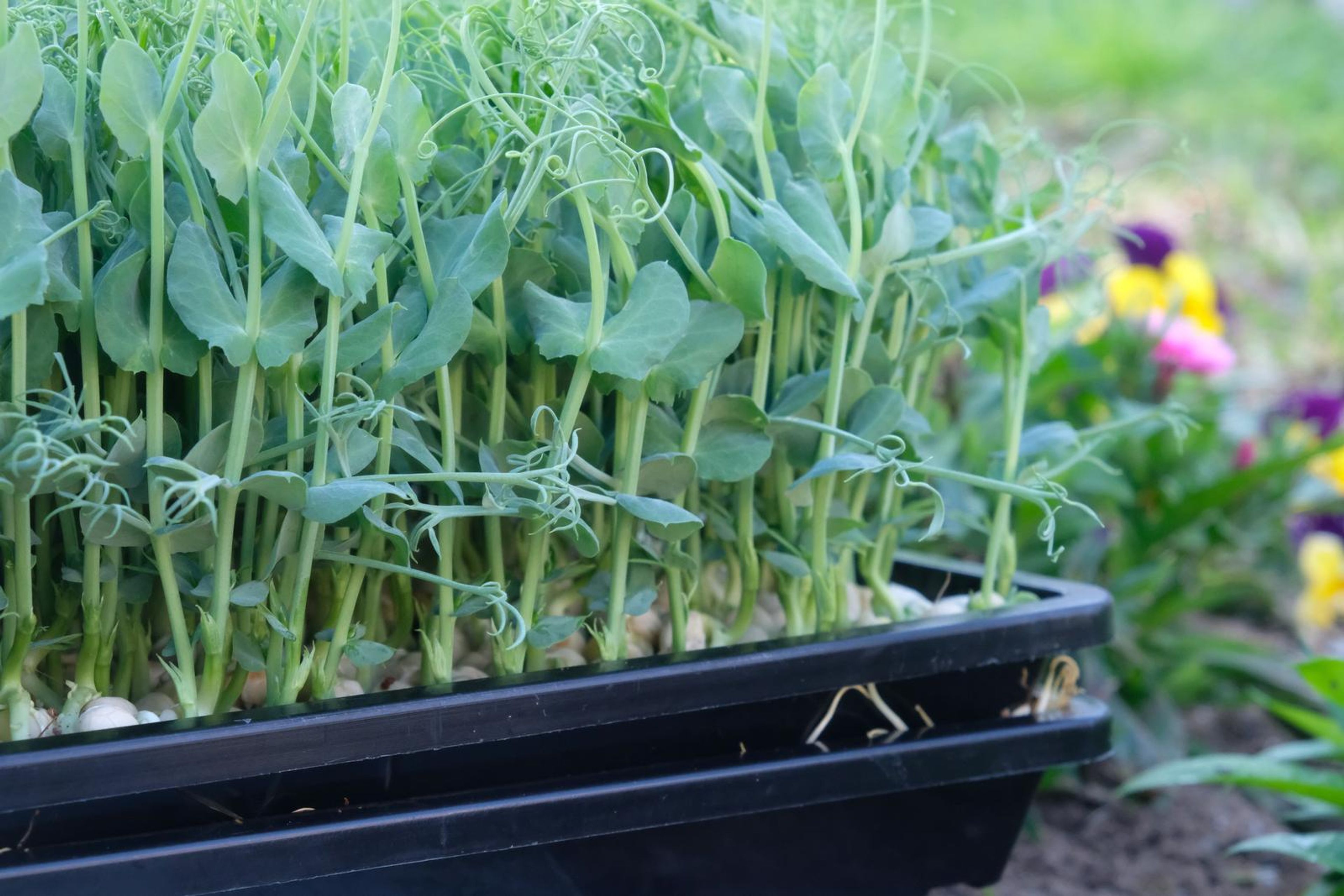 Fresh pea shoots in a tray with yellow and pink pansies in the background