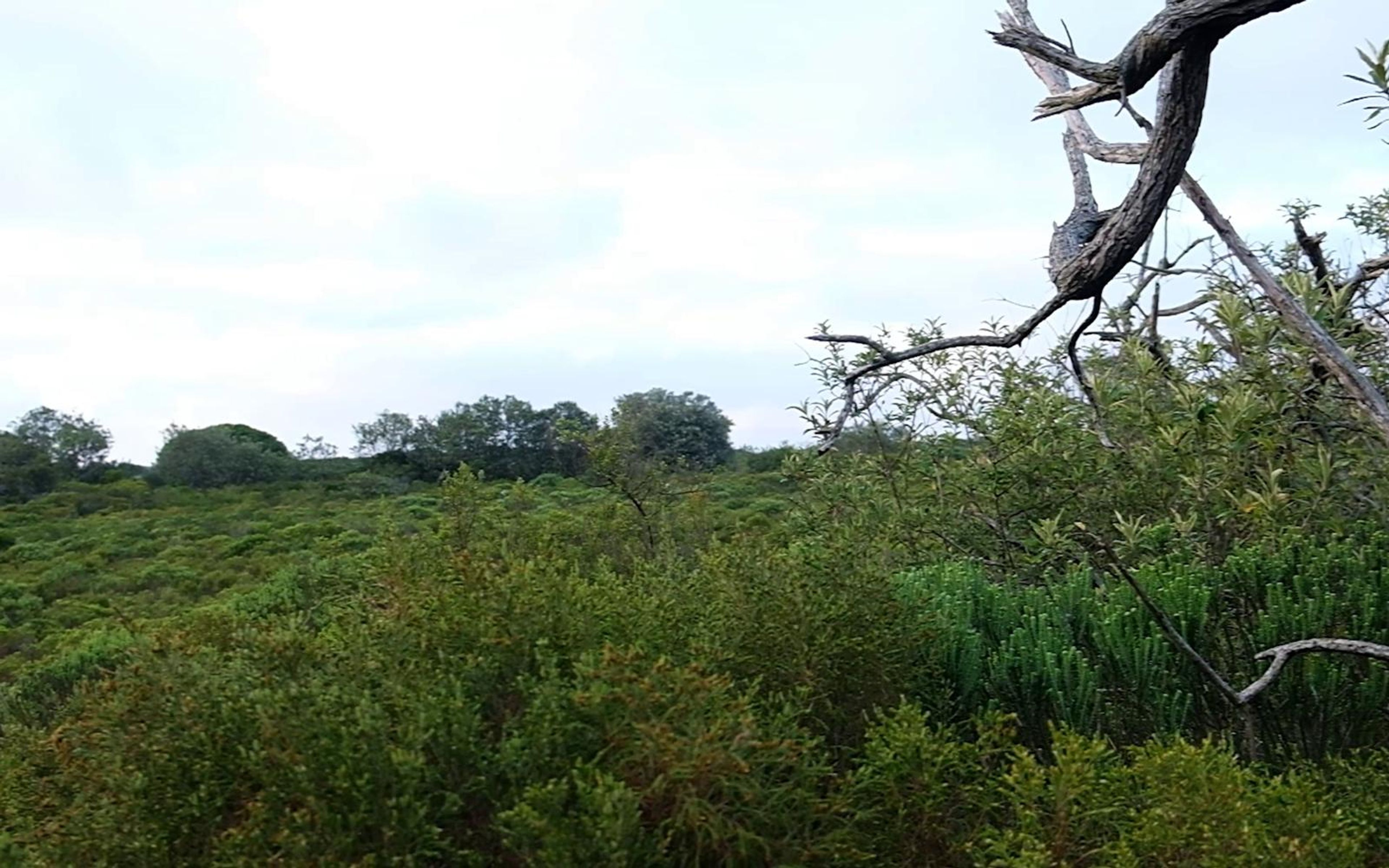 Green shrubland rolling to distant trees under a soft grey sky, with branches at the right