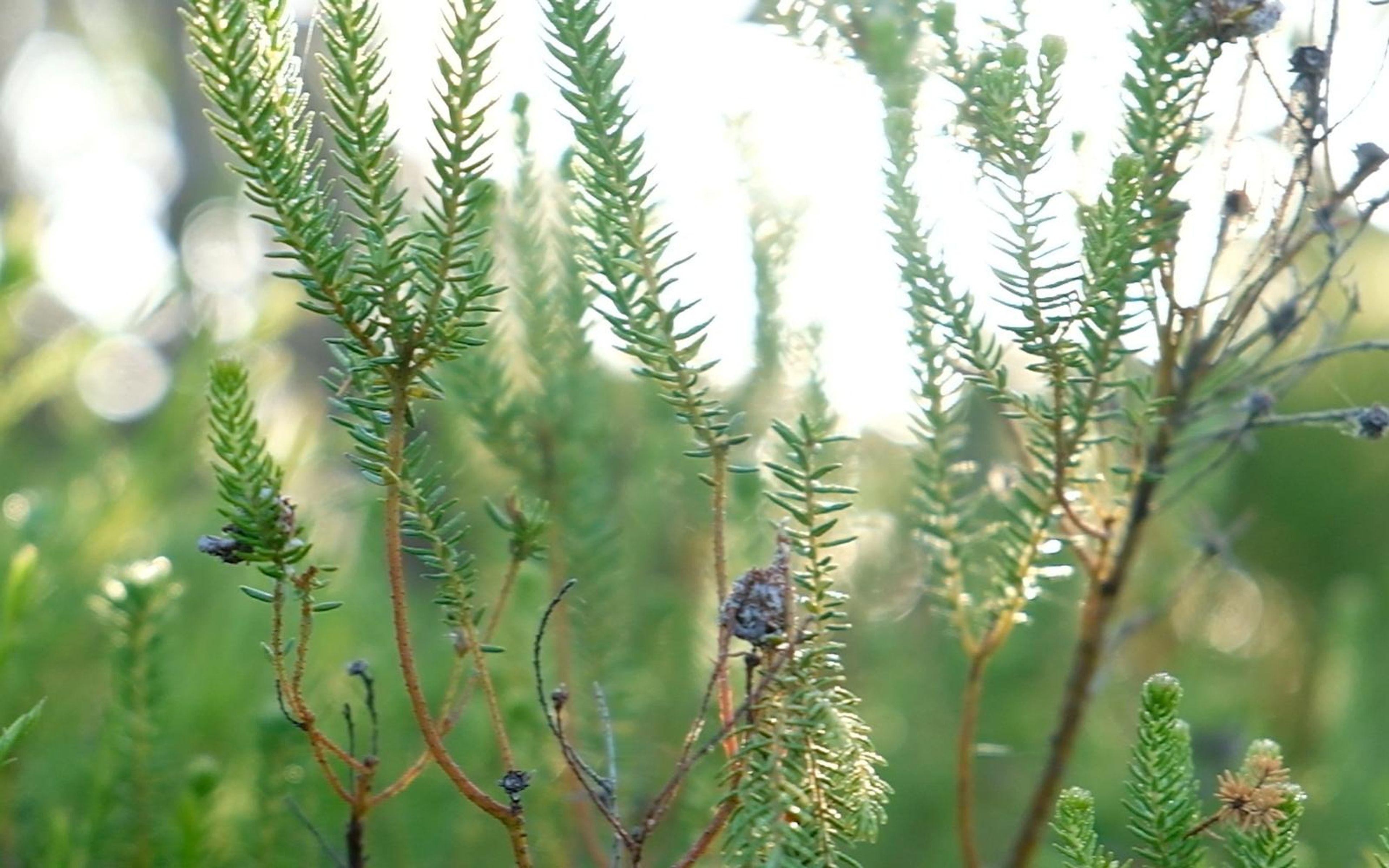 Tall green sprigs lit from behind with a small snail on a stem