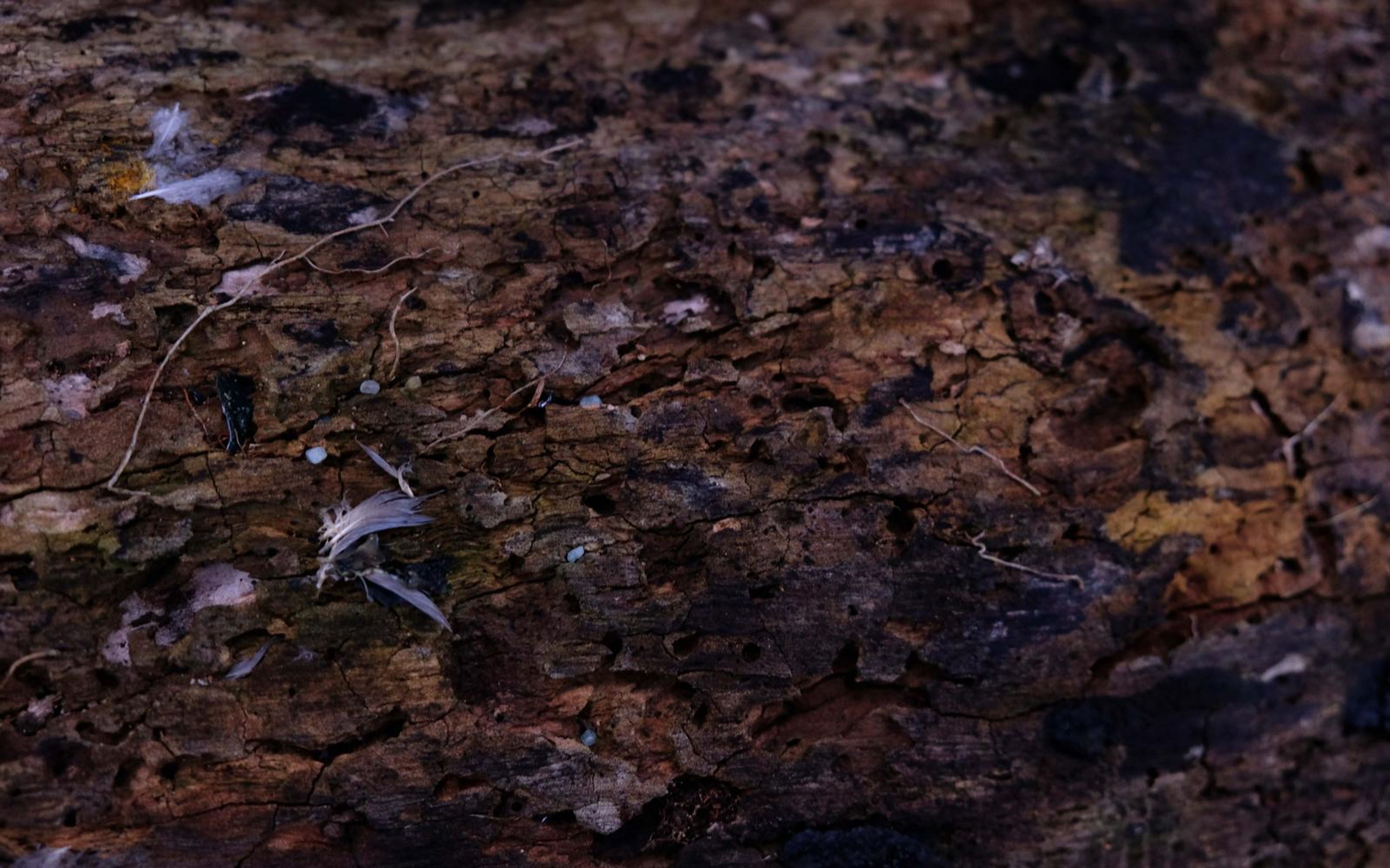 Mottled log surface in brown and amber with small feathers and fine roots