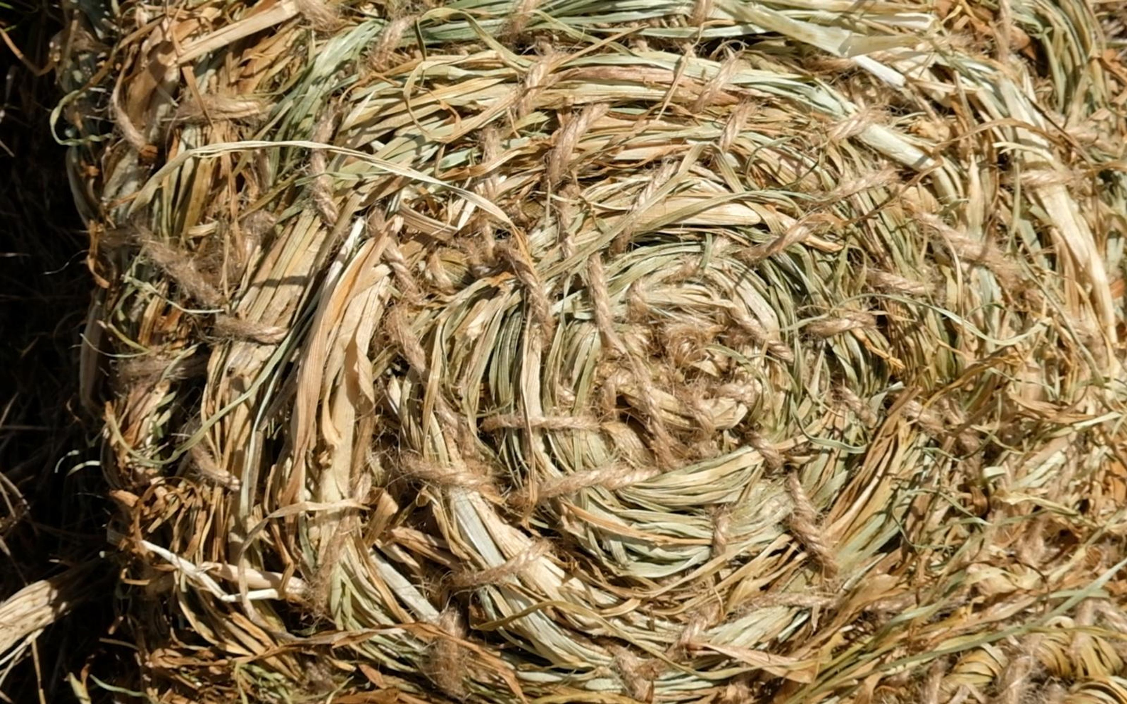 Top view of coiled woven grass in a spiral pattern