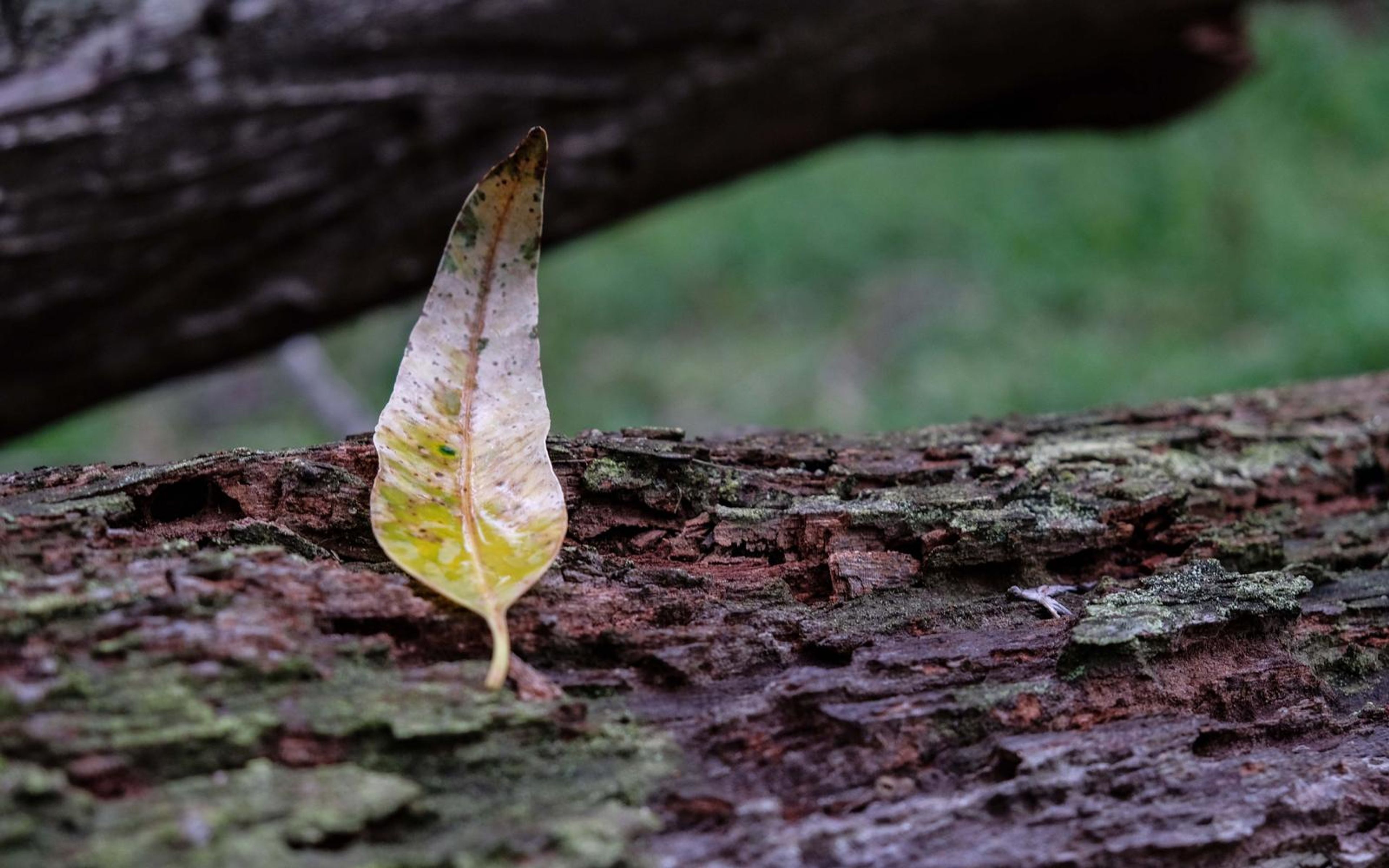 Single yellow-green leaf standing upright on a mossy fallen log, green grass blurred behind