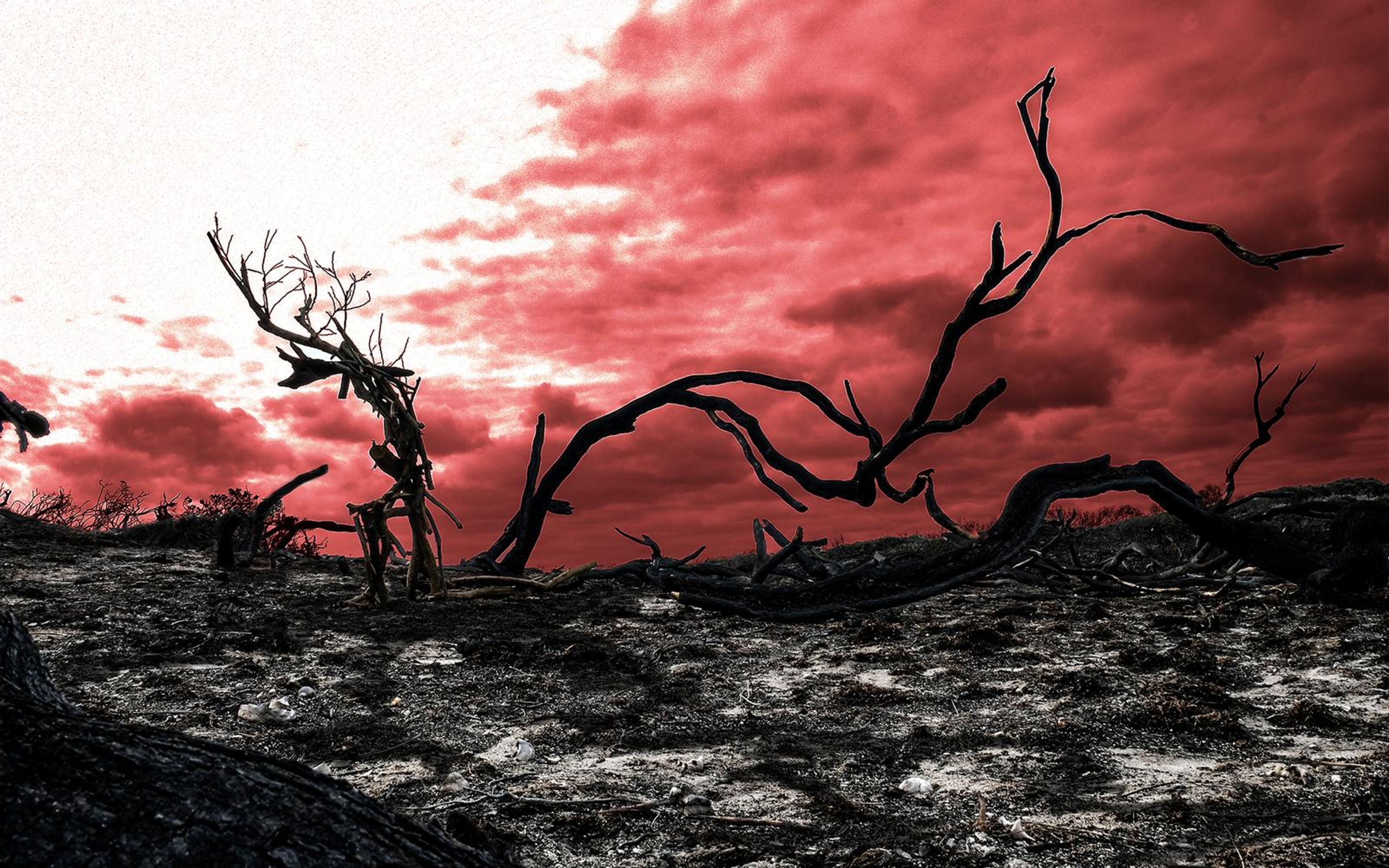 Black burnt branches arching over charred ground beneath an intense red cloudy sky
