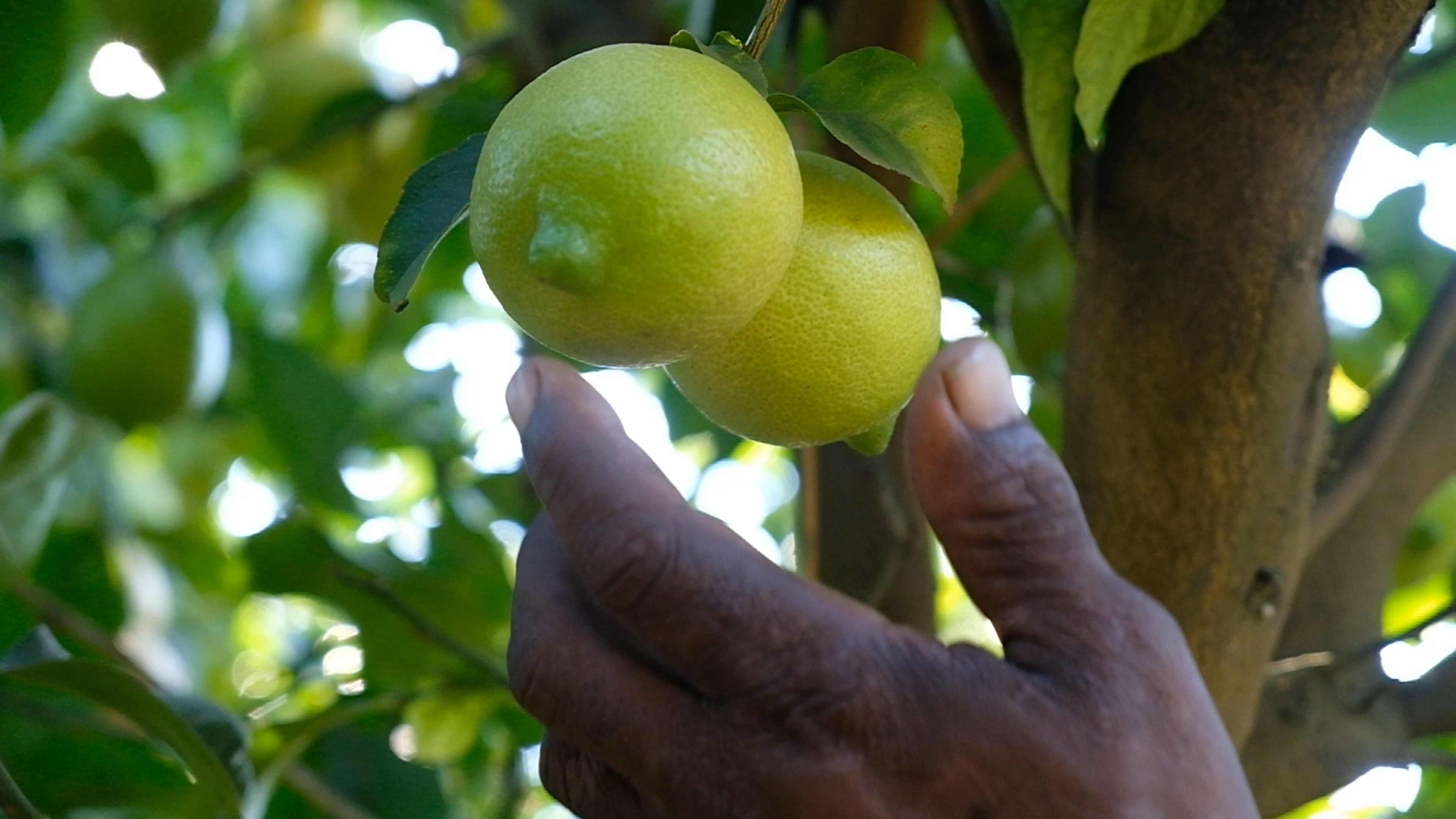Hand reaching for two limes growing on a tree