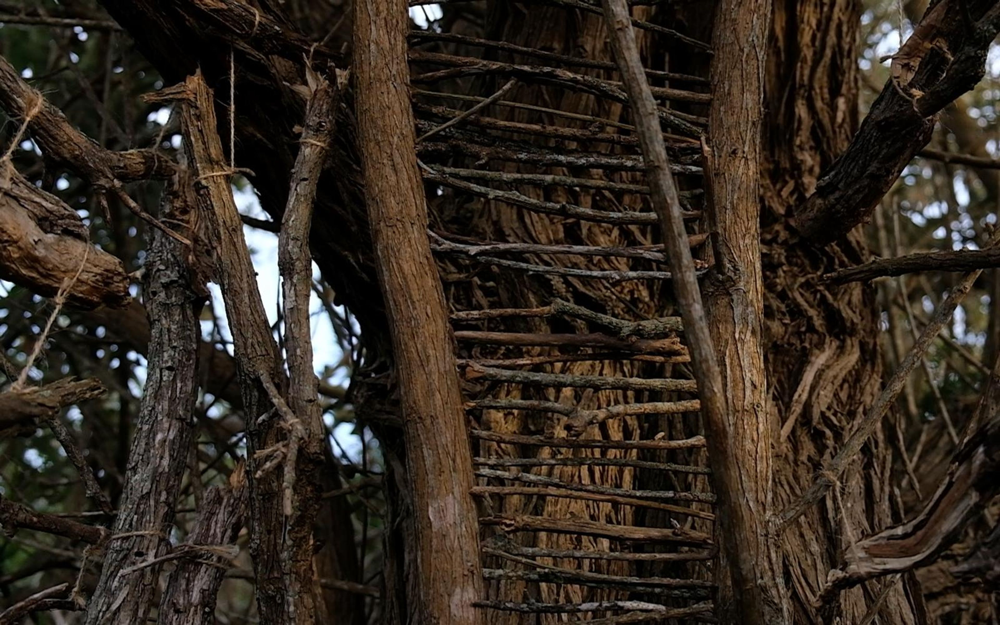 Woven ladder-like lattice of thin sticks between thick trunks in warm light