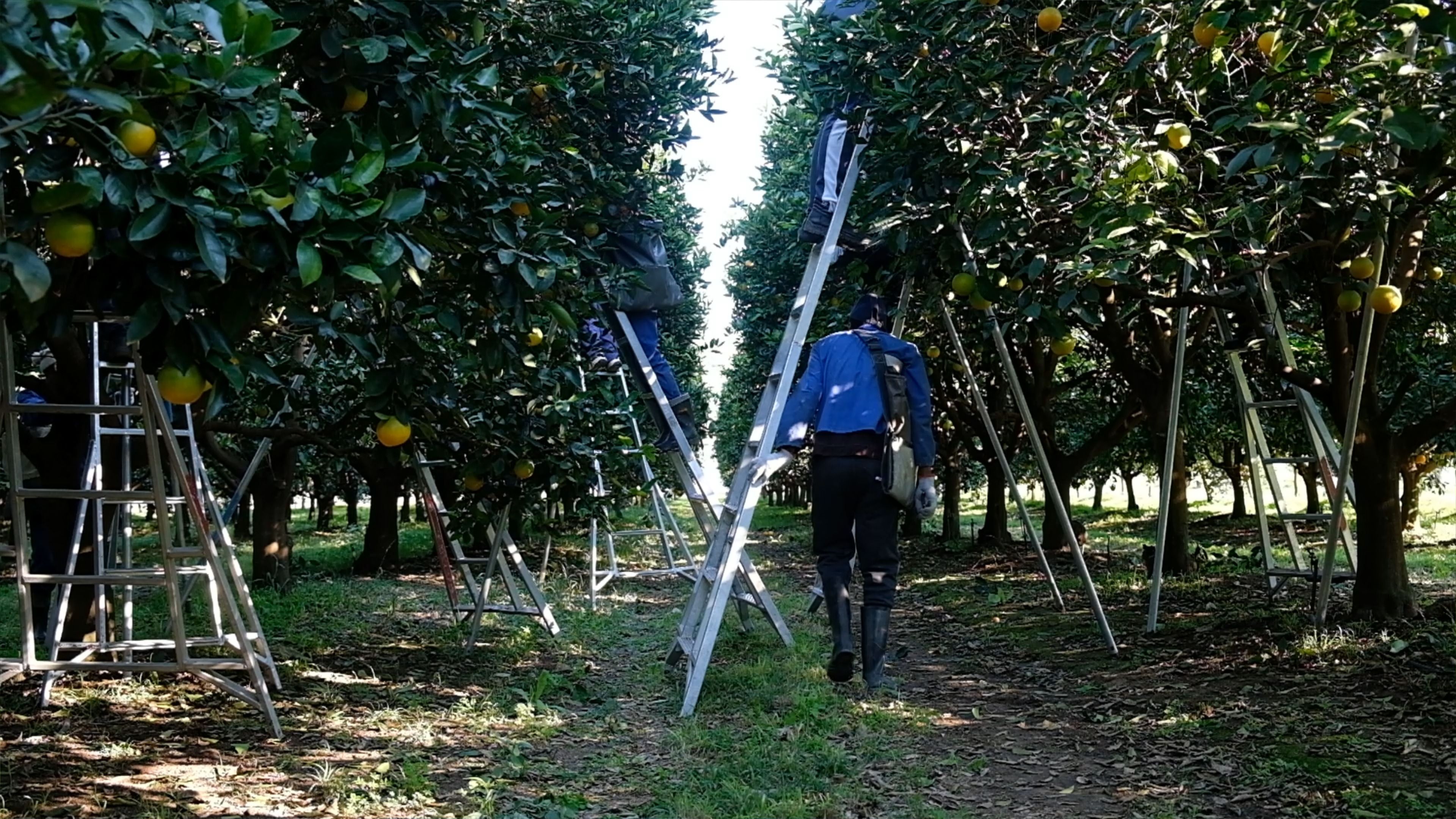 Fruit picker walking between orchard rows with ladders leaning against the trees