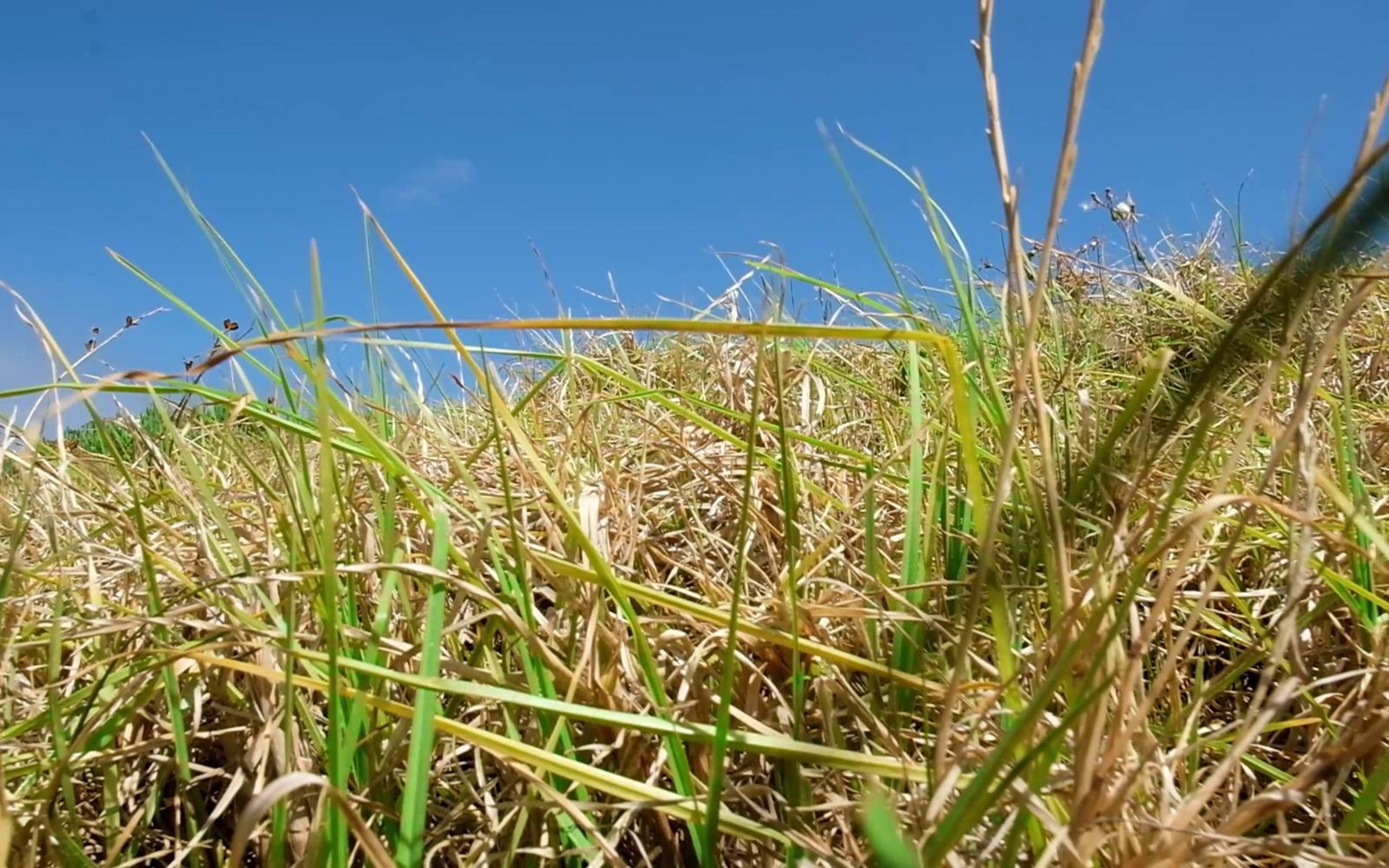 Grass blades rising against blue sky, seen from ground level