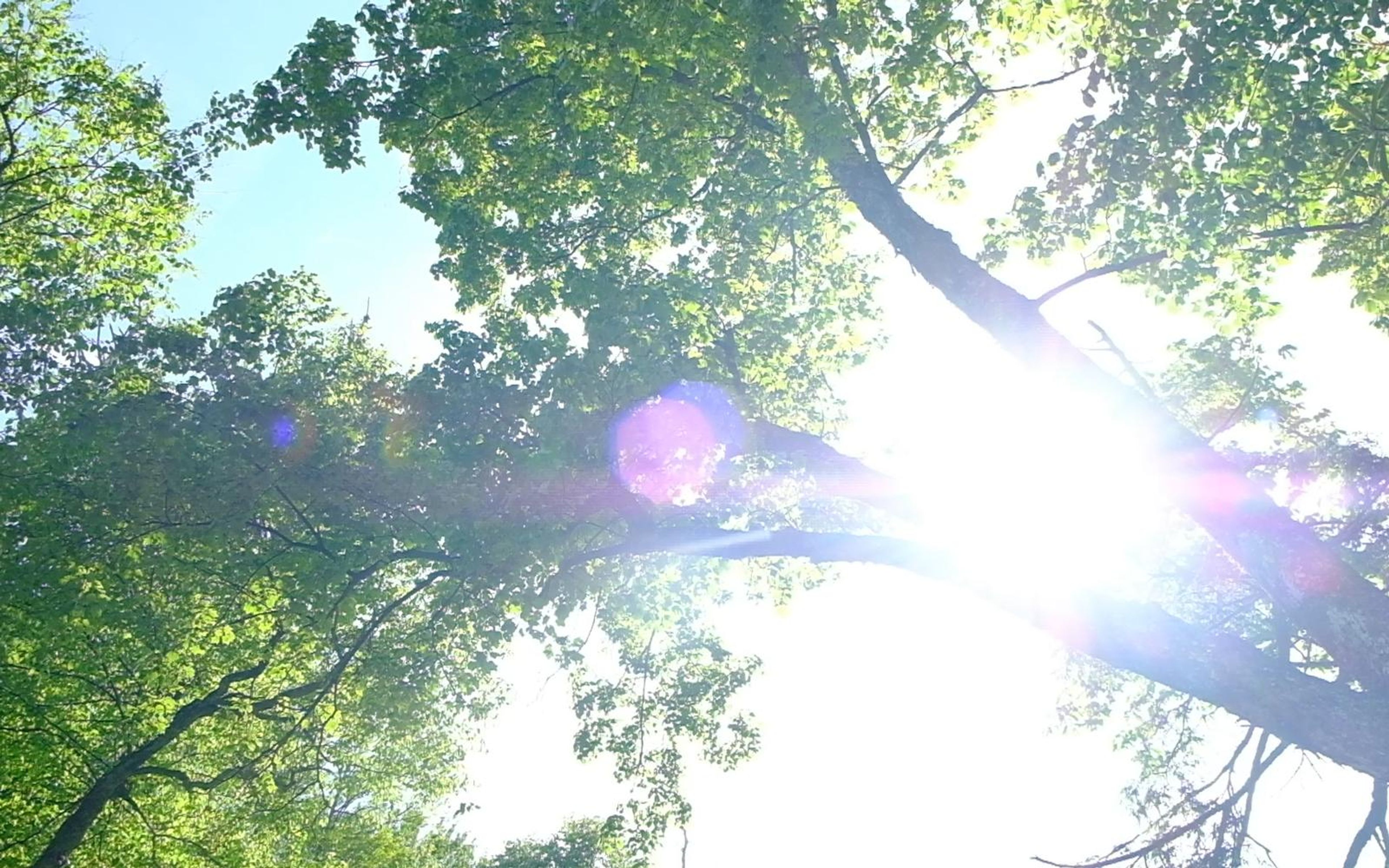 Sun flaring through tree canopy and branches against a blue sky