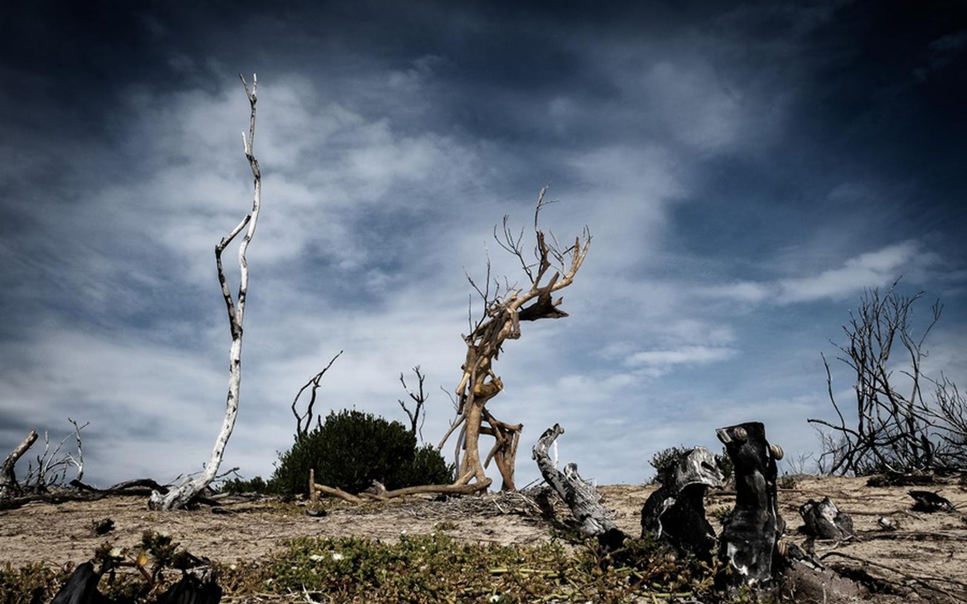 Two bare dead trees, one pale and straight and one twisted, on cracked burnt ground under a dark stormy sky