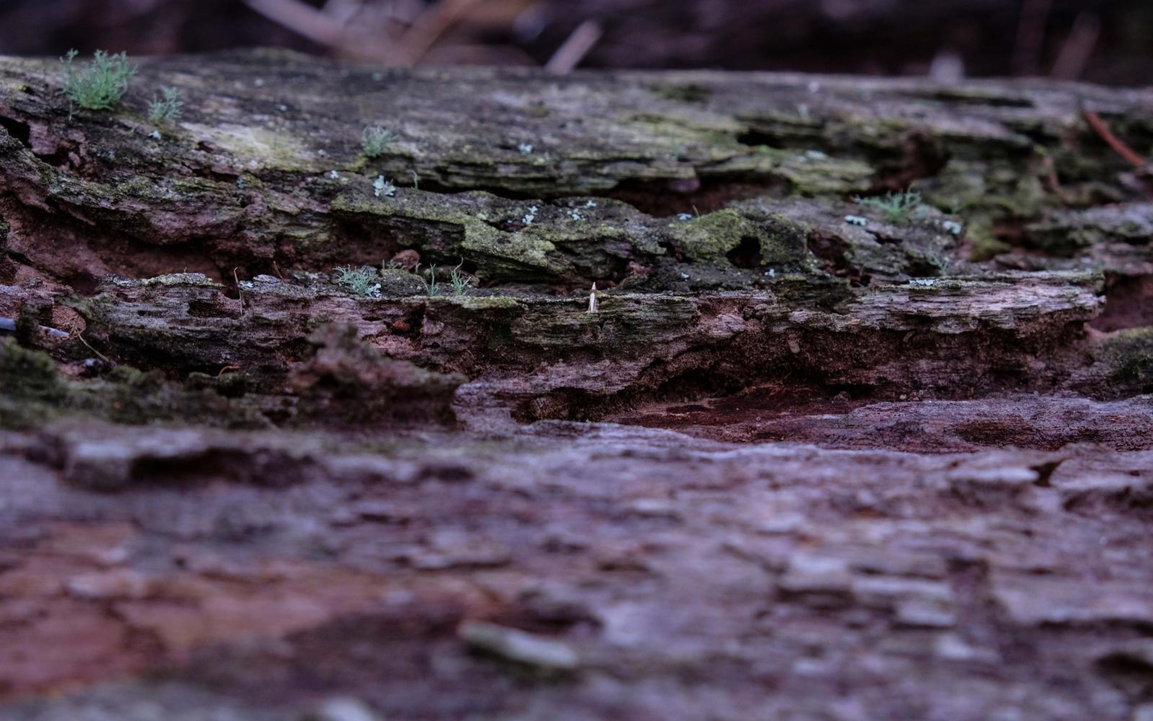 Low angle on bark layers with green moss and purple-grey flakes