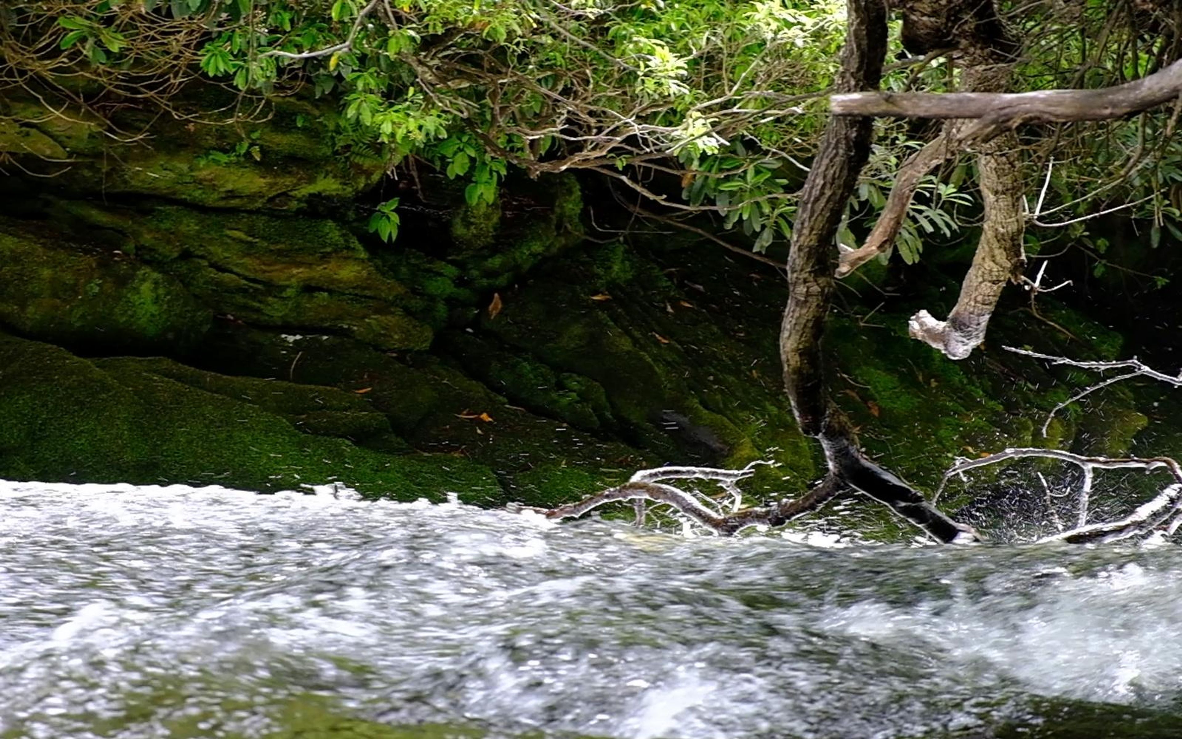 Whitewater surging under bare branches with a mossy rock wall behind