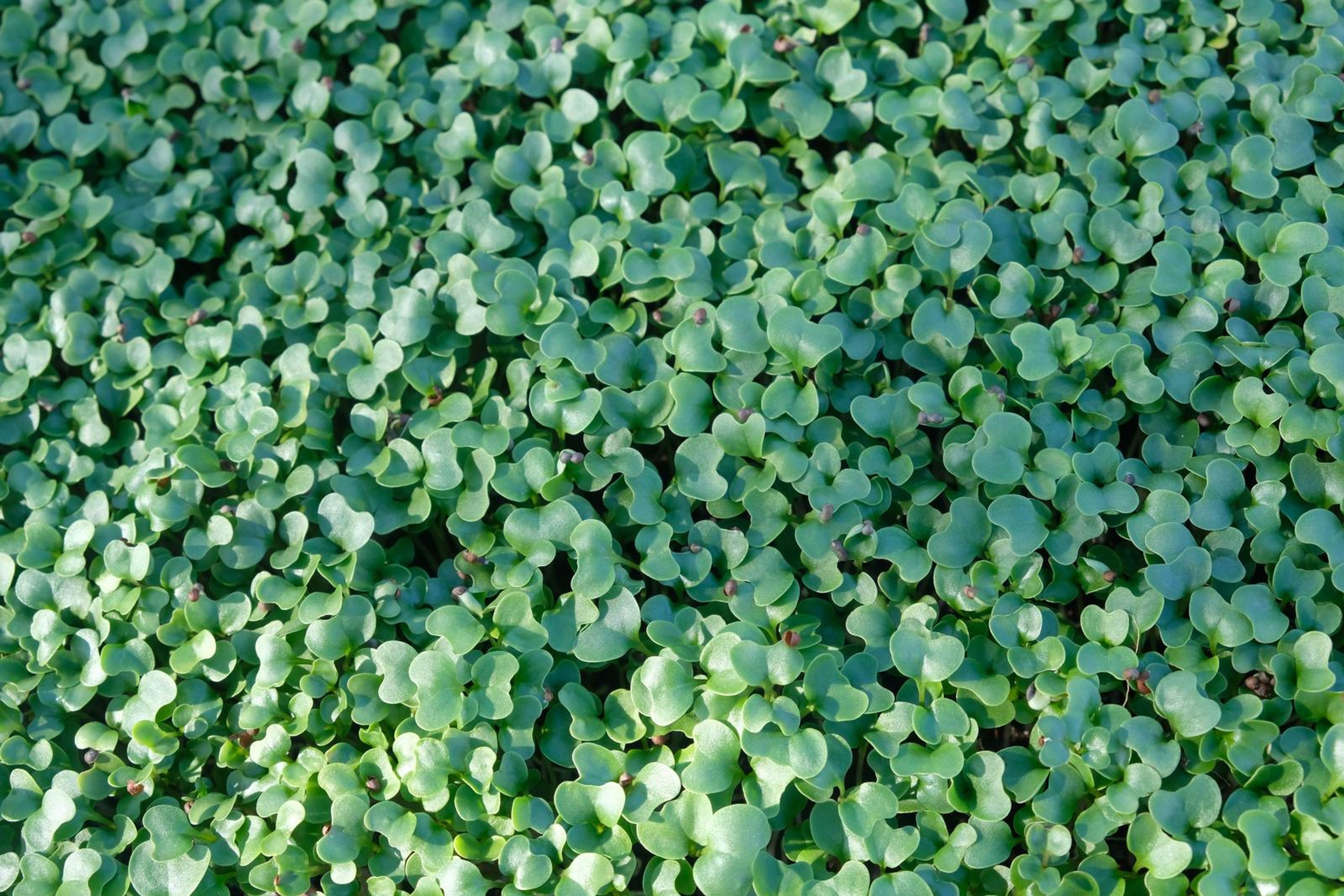 Top-down view of green micro green leaves