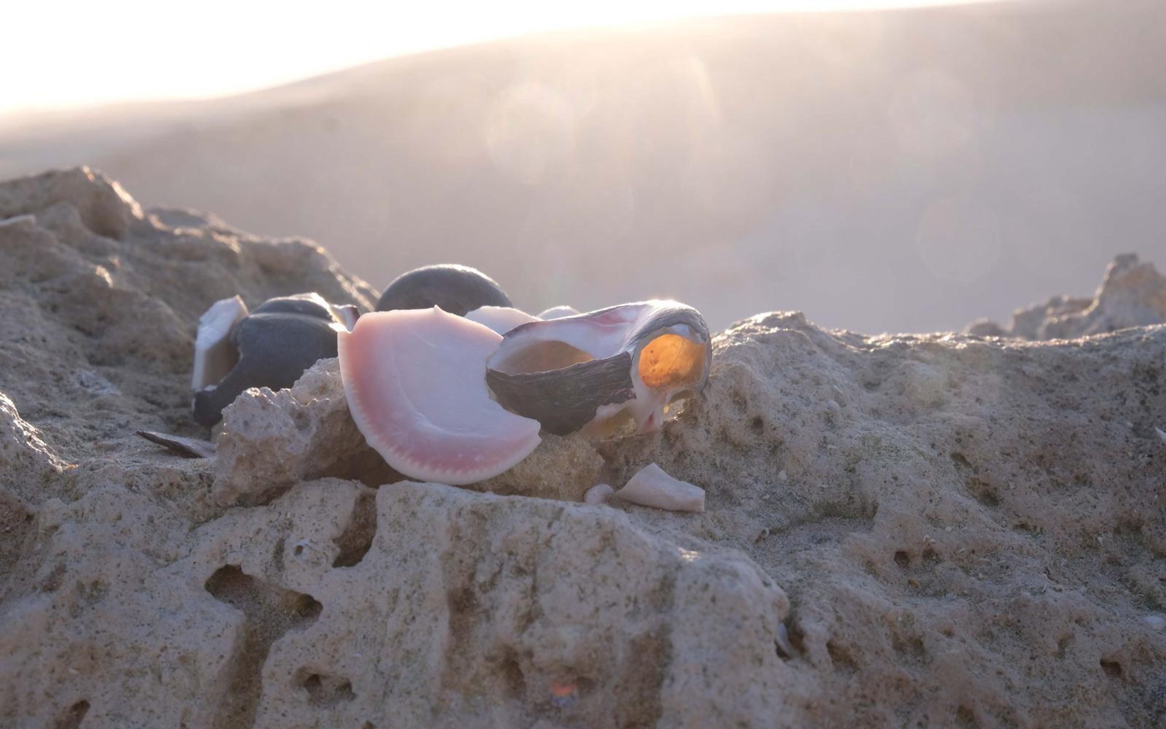 Pink and cream shells resting on pitted limestone in hazy backlight