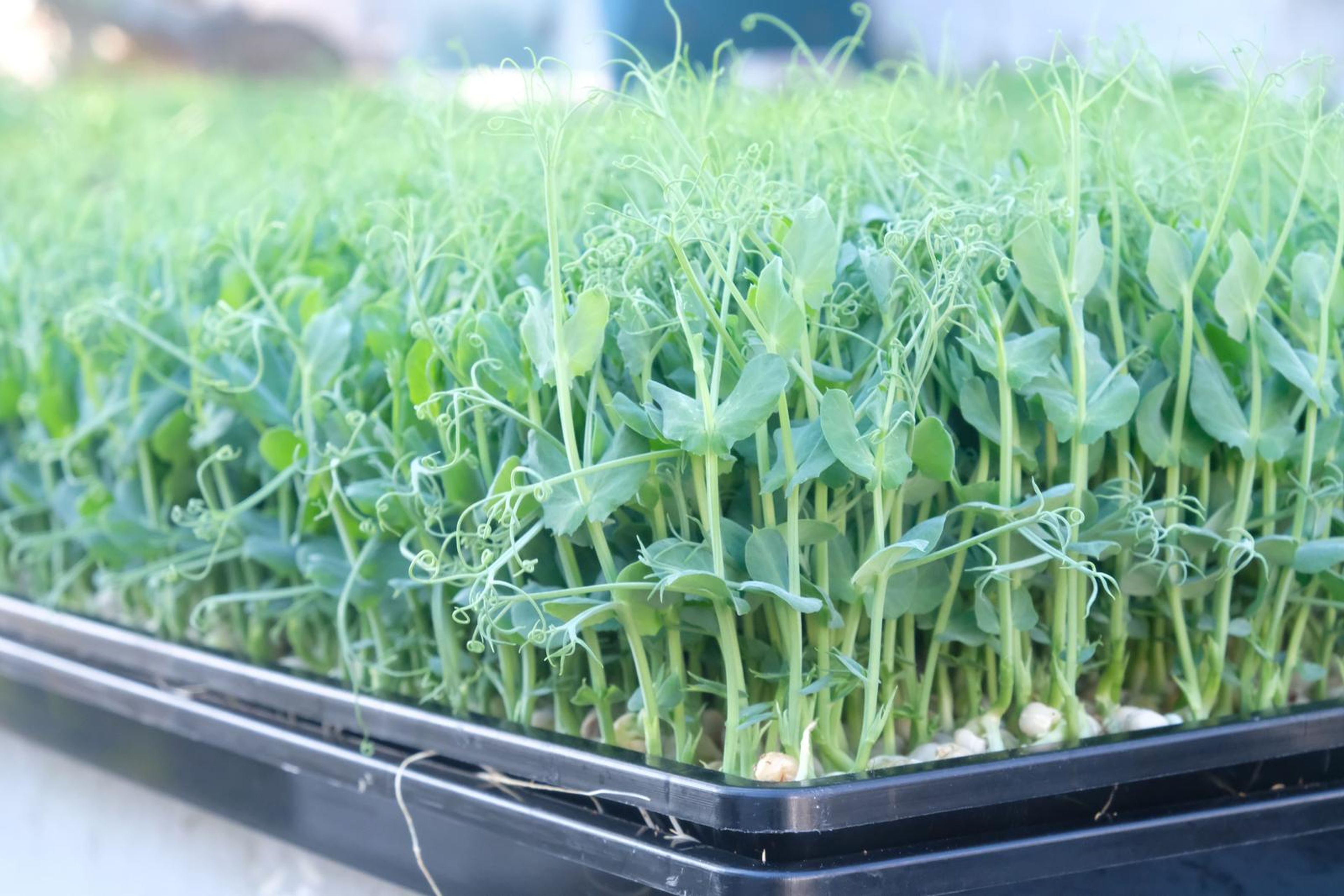 Pea shoots growing in a black tray in soft natural light