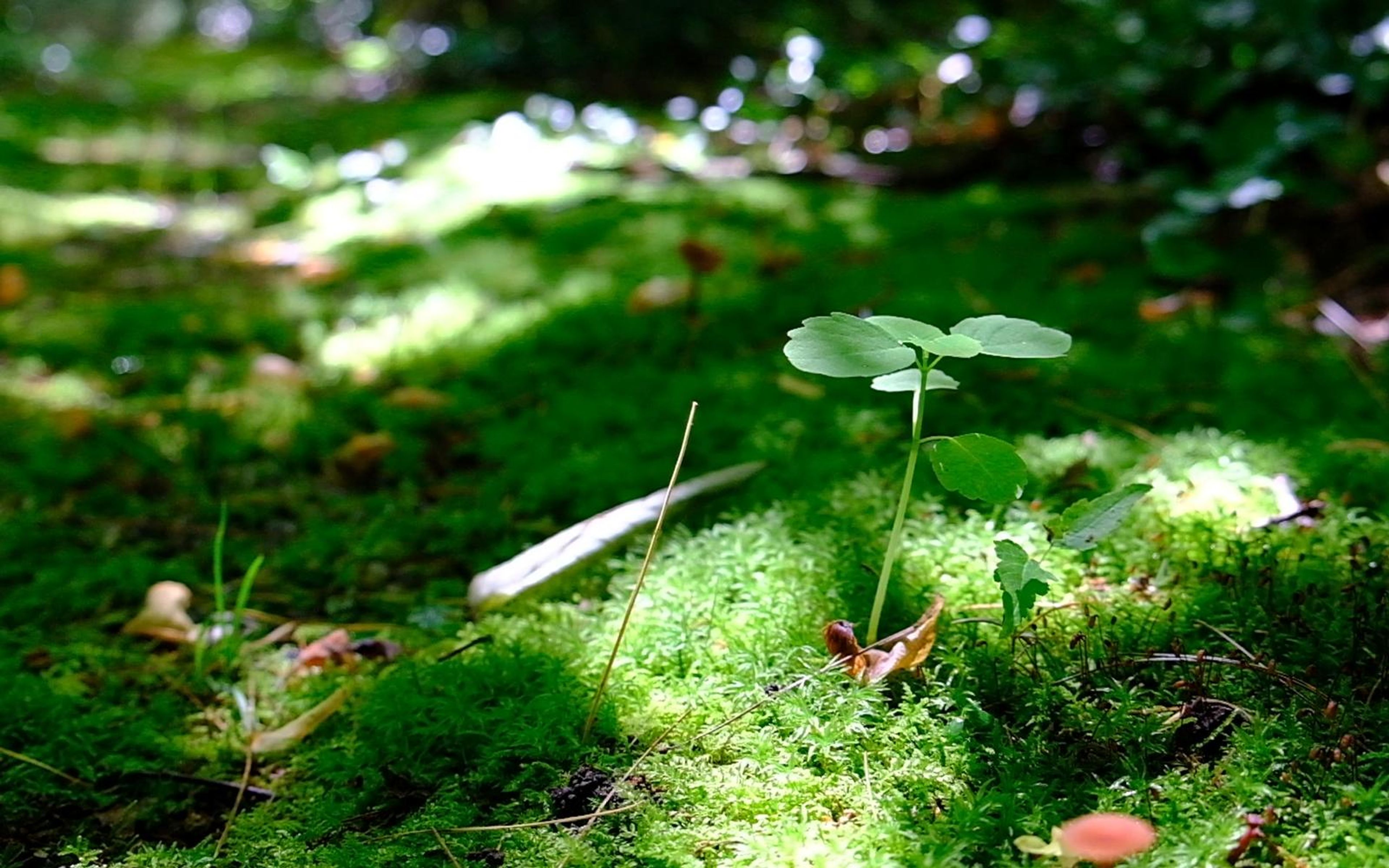 Young seedling and a small orange mushroom on sunlit moss