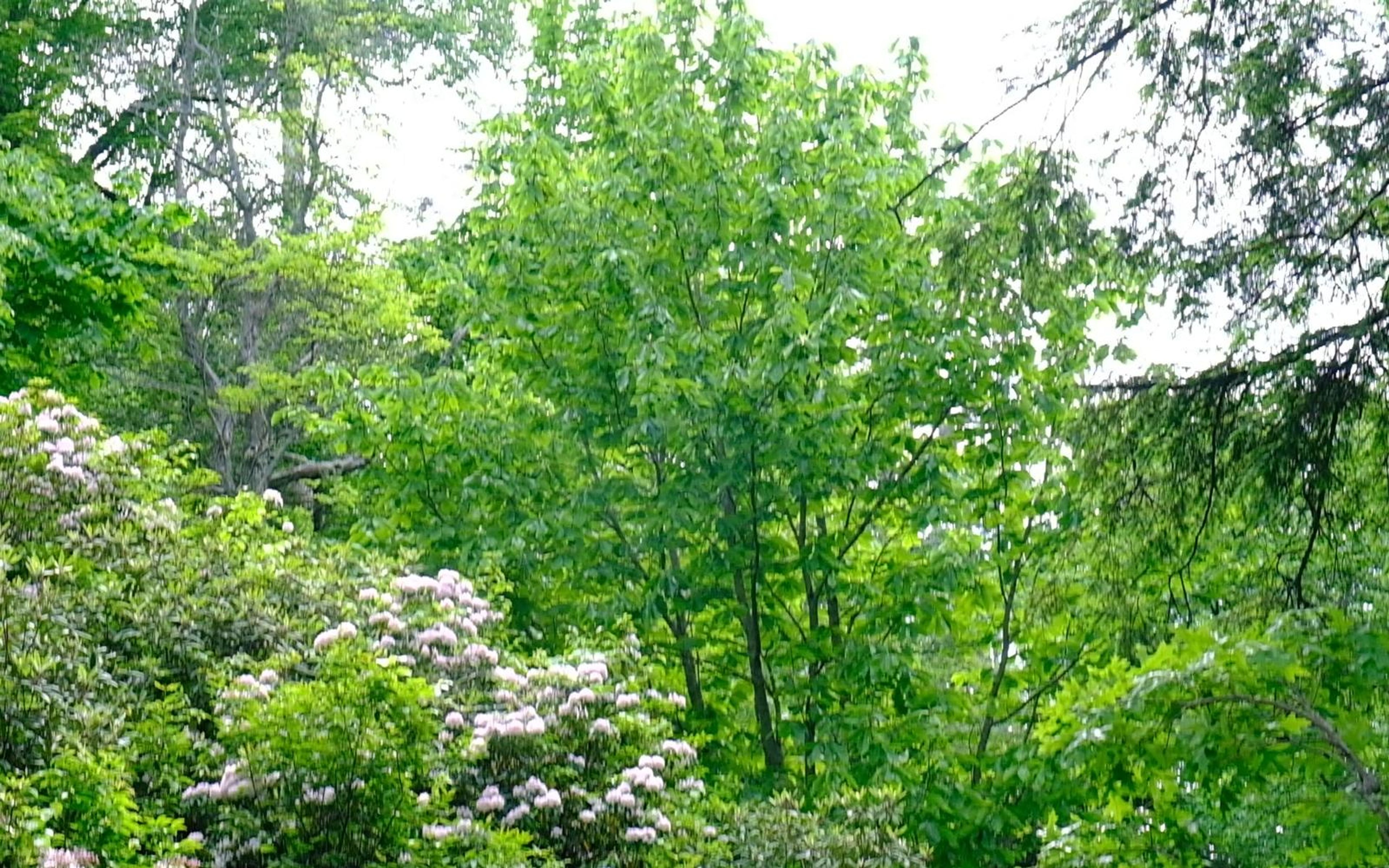 Green trees and flowering laurel bushes under a pale sky