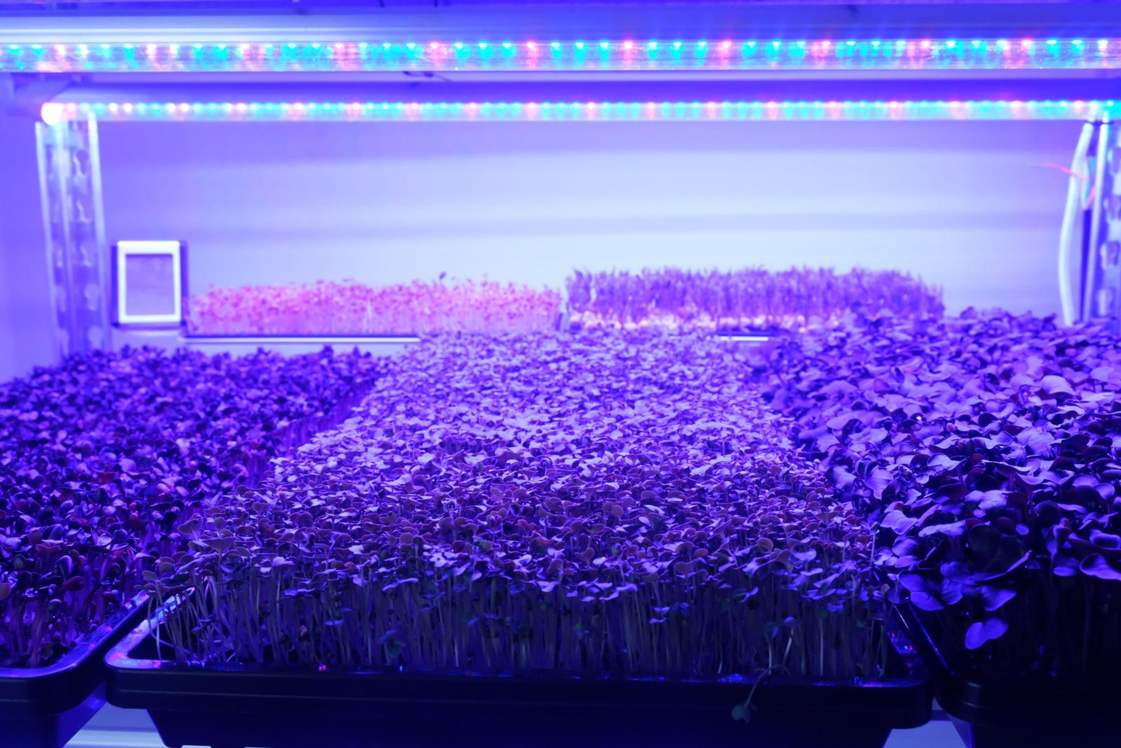 Trays of micro greens on a grow shelf under purple LED lights