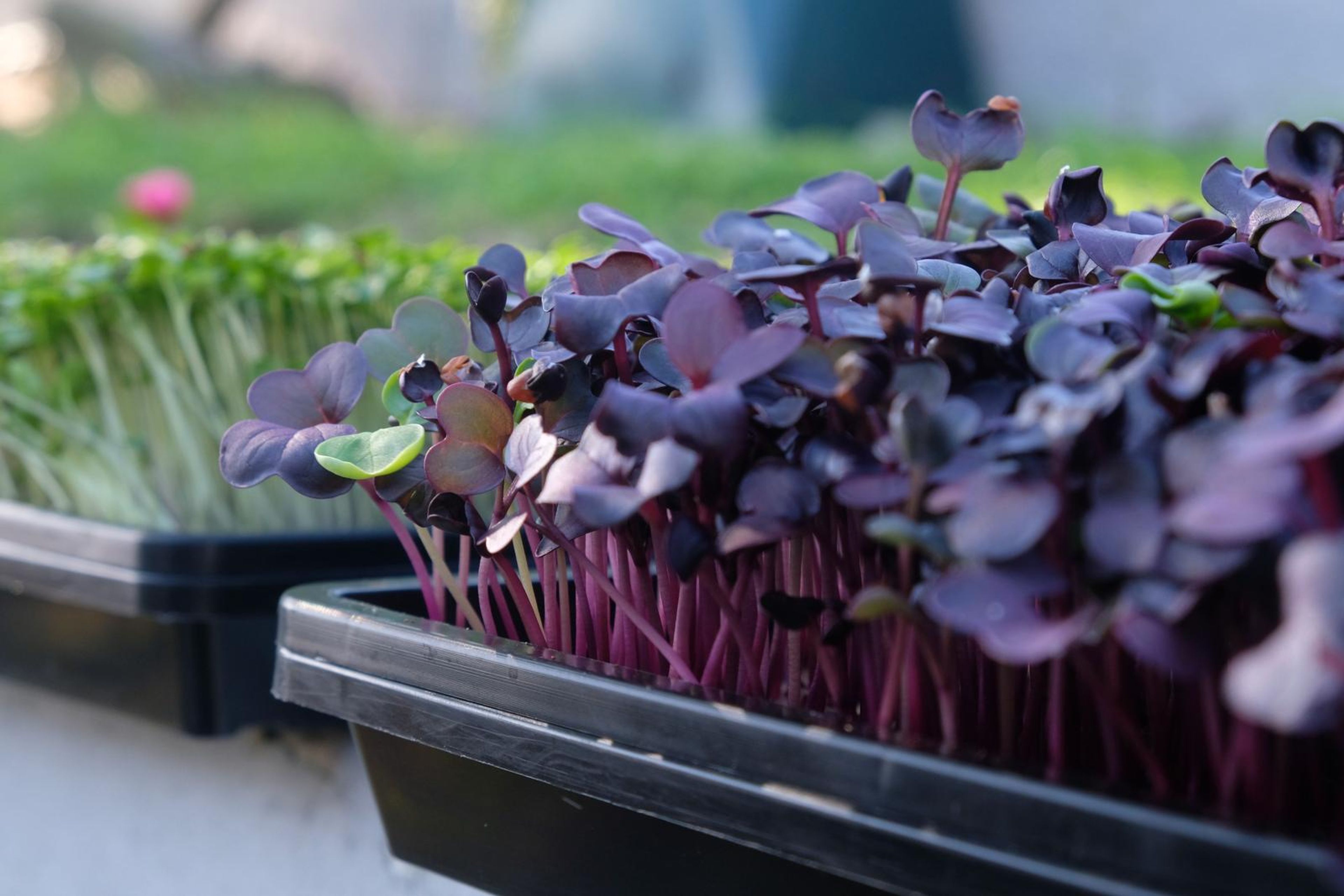 Tall purple micro greens with magenta stems beside a tray of green micro greens