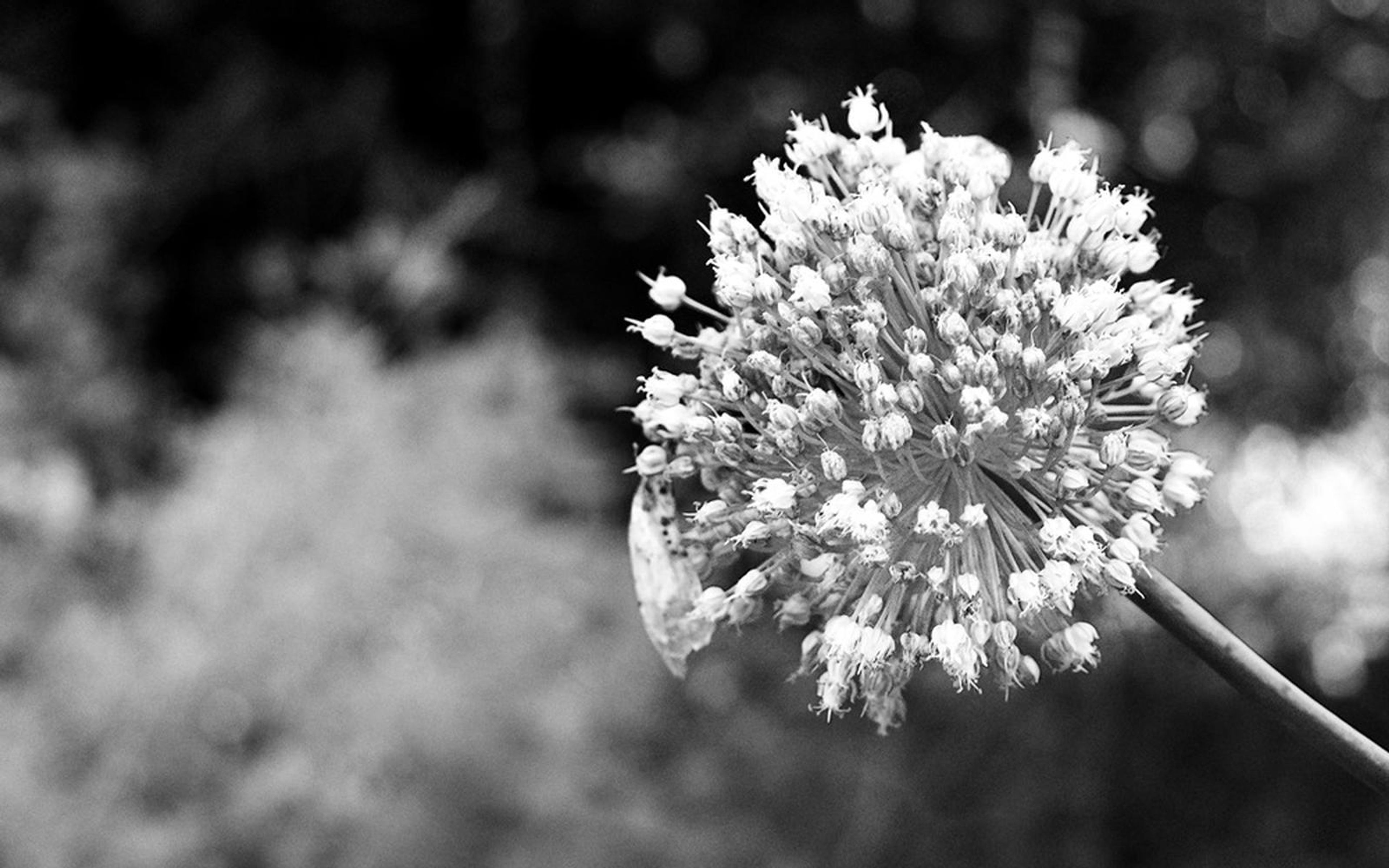 Black and white allium flower head against a soft dark background
