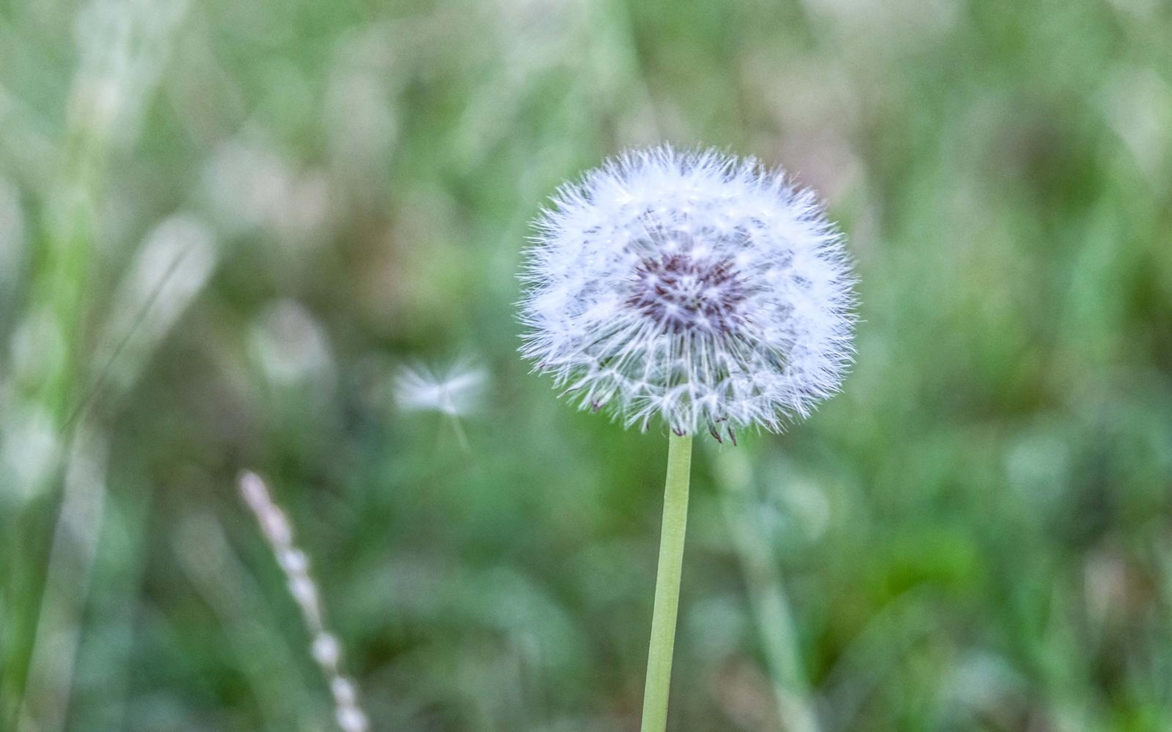 Dandelion seed head on a tall stem against soft green grass