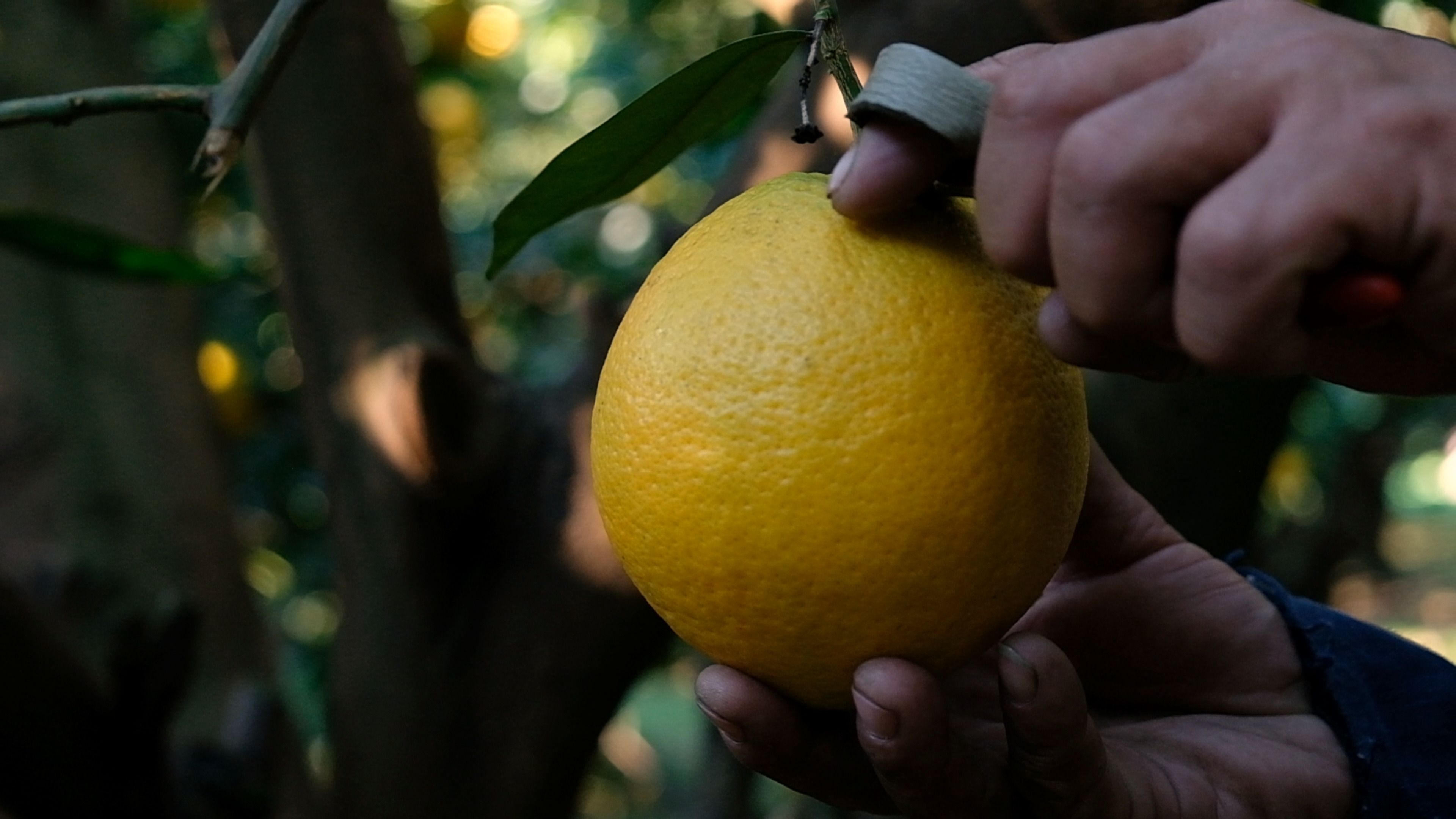 Hand using clippers to cut a lemon from its branch