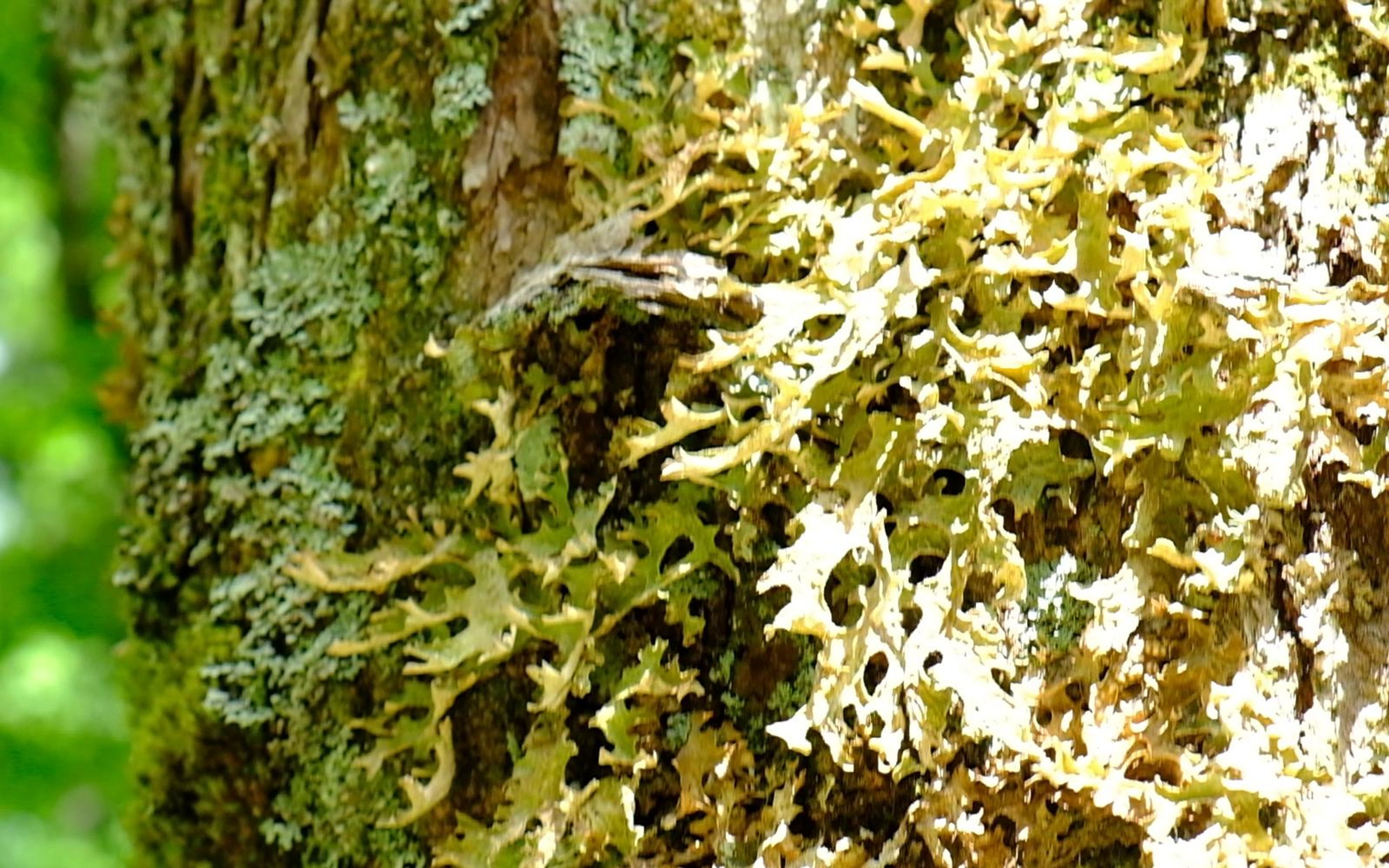 Close detail of pale yellow-green lichen growing on a tree trunk